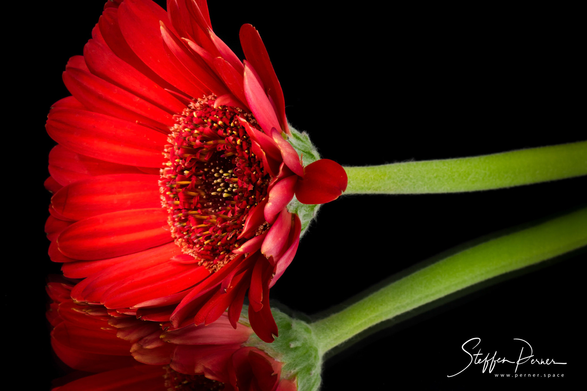 Gerbera in Mirror, Macro