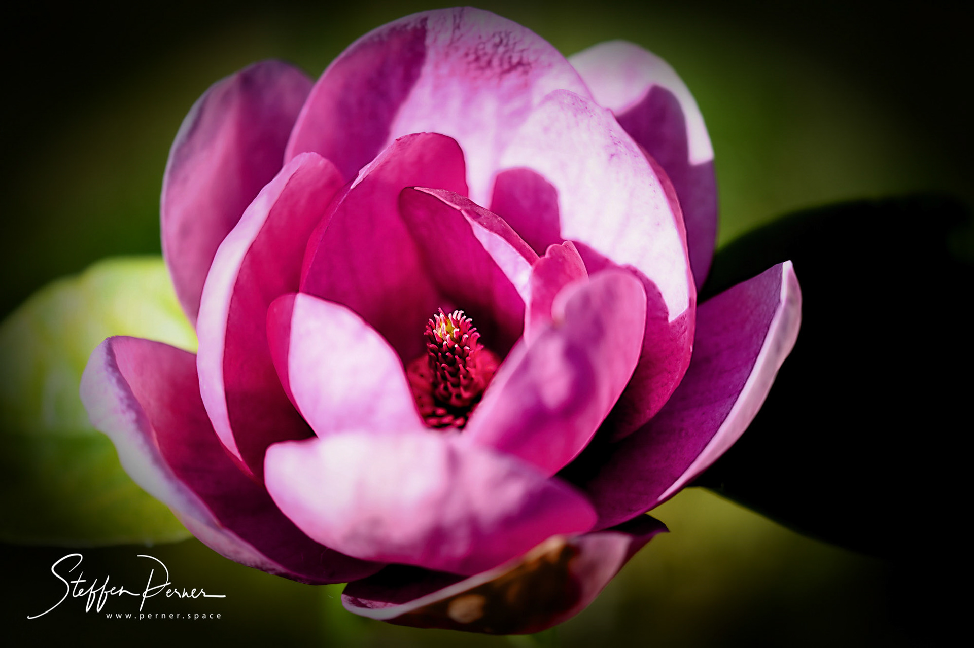 Magnolia