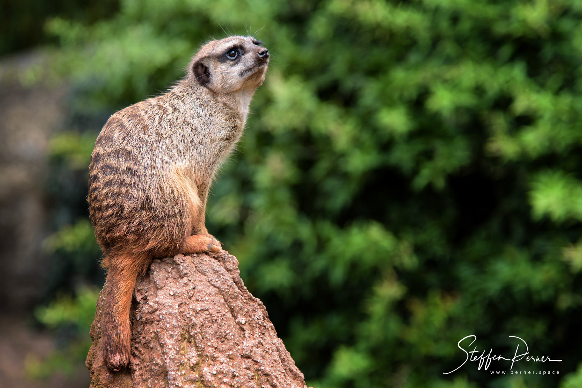 Meerkat in Zoo