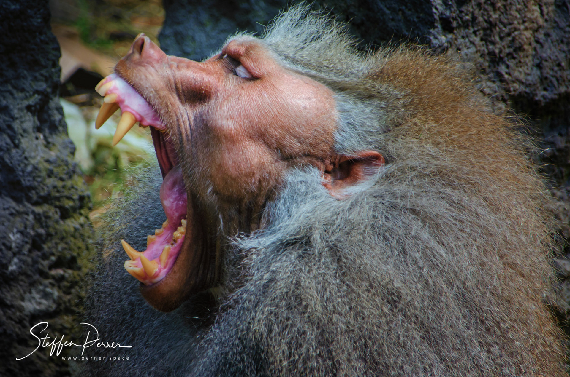 Baboon