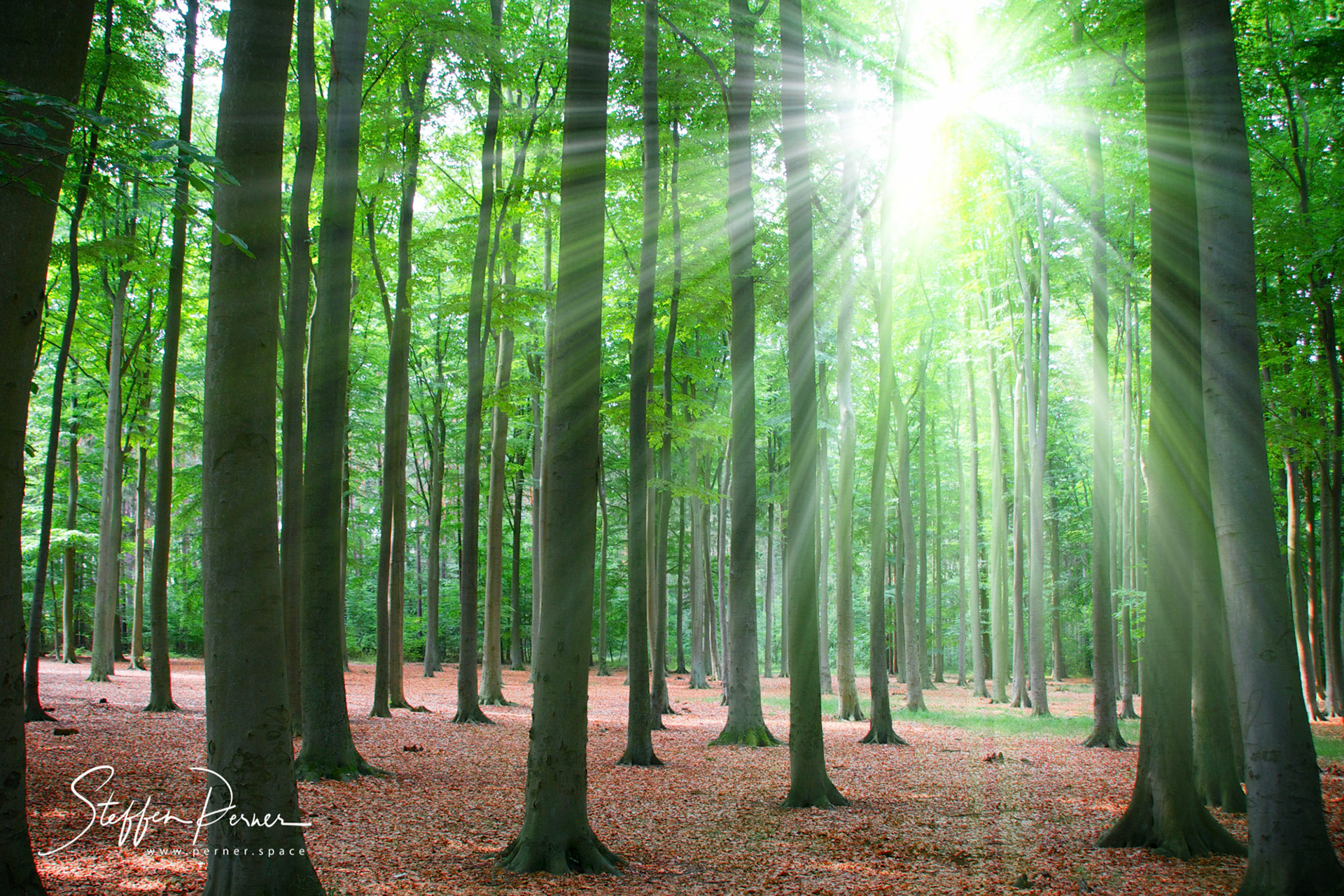 Forest &amp; Sunshine in Kühlungsborn