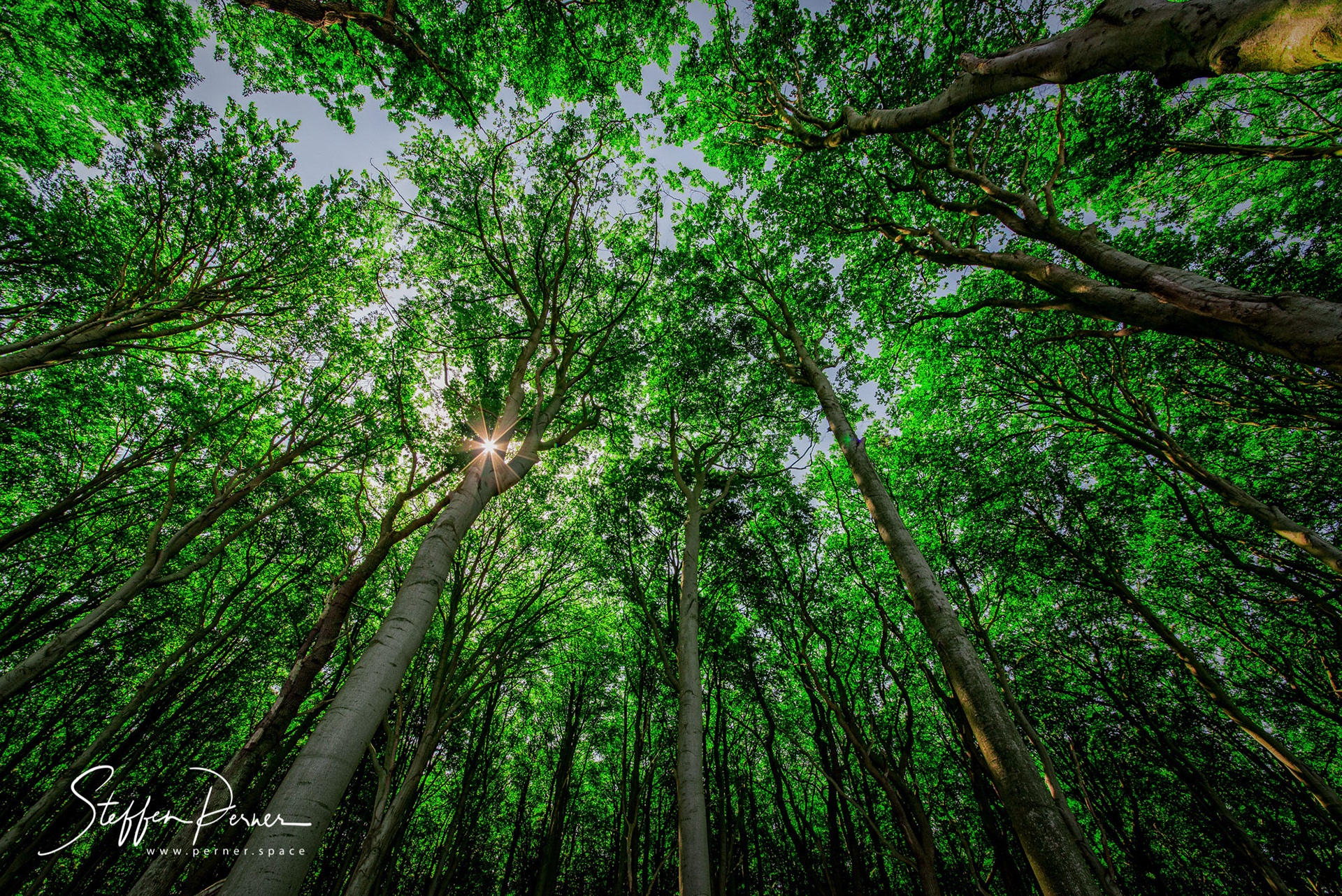 Gespensterwald Nienhagen, Baltic Sea, Germany