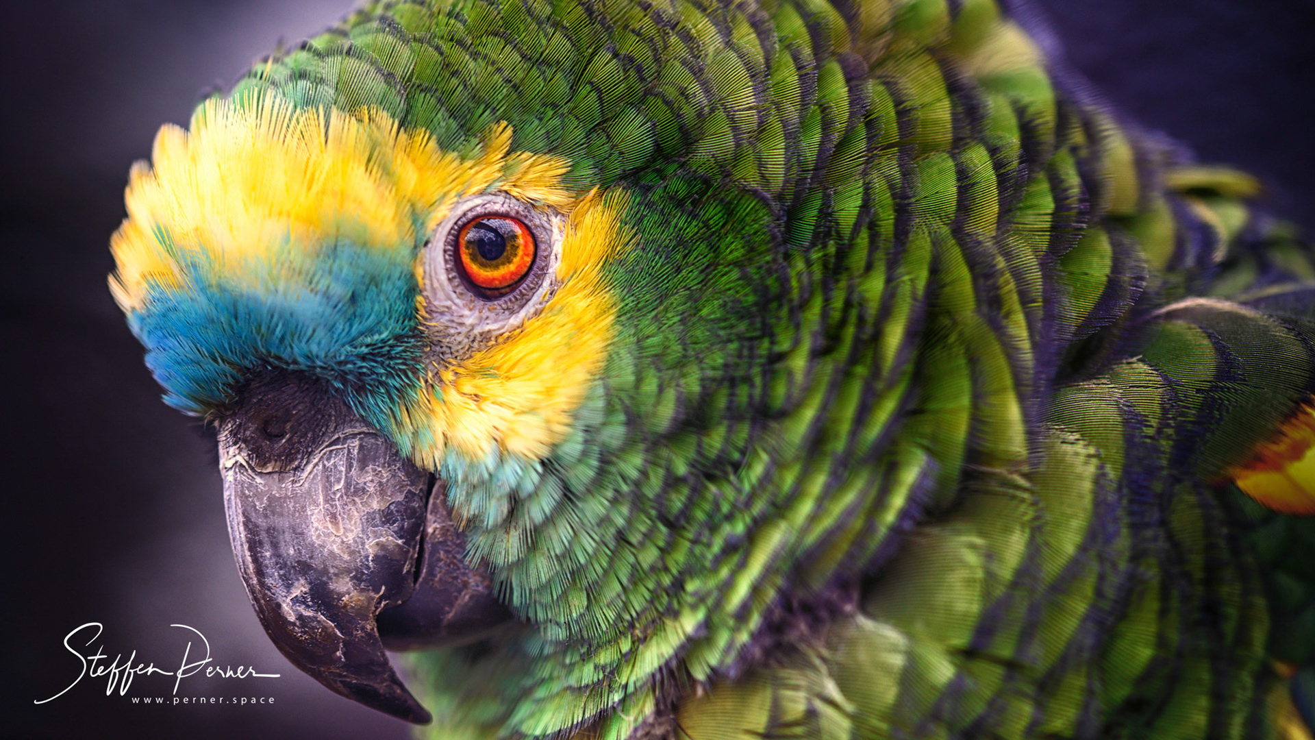 Parrot close-up