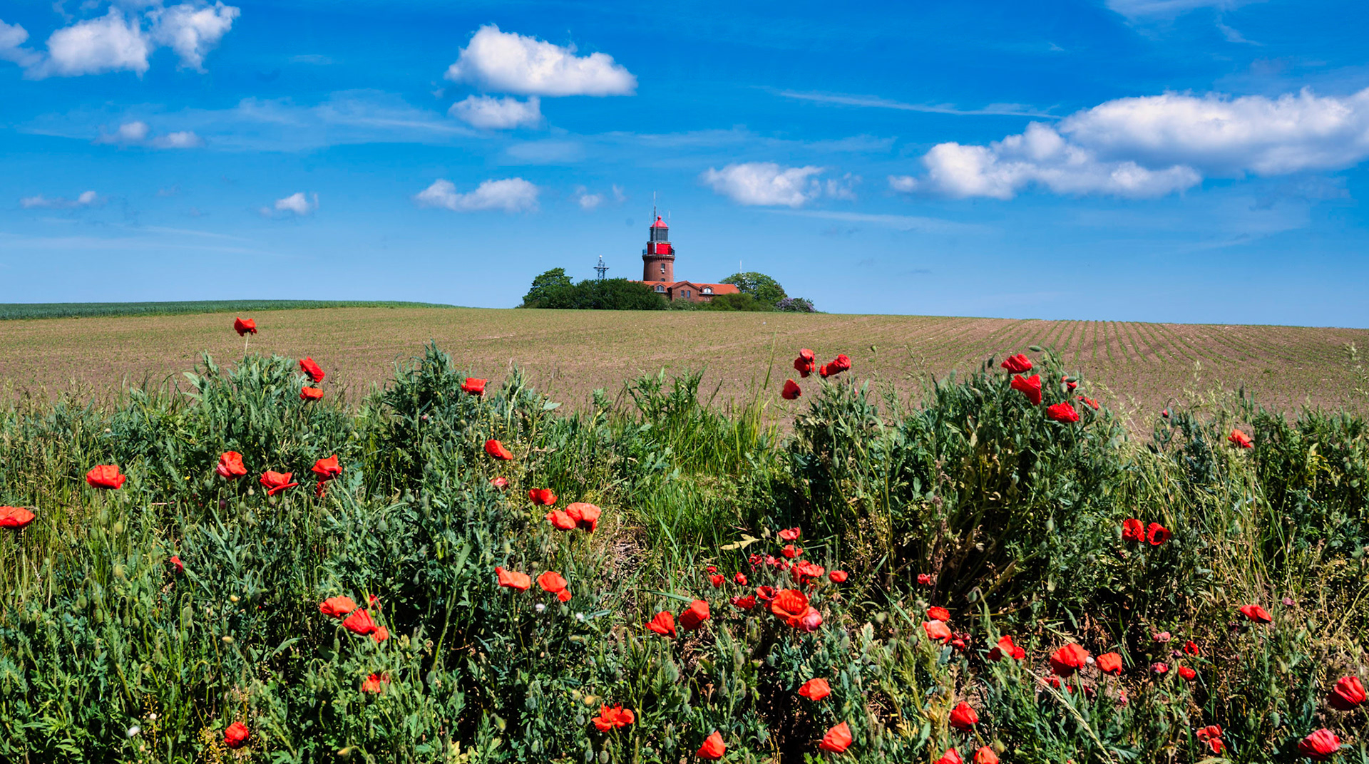 Lighthouse and Moon Flower