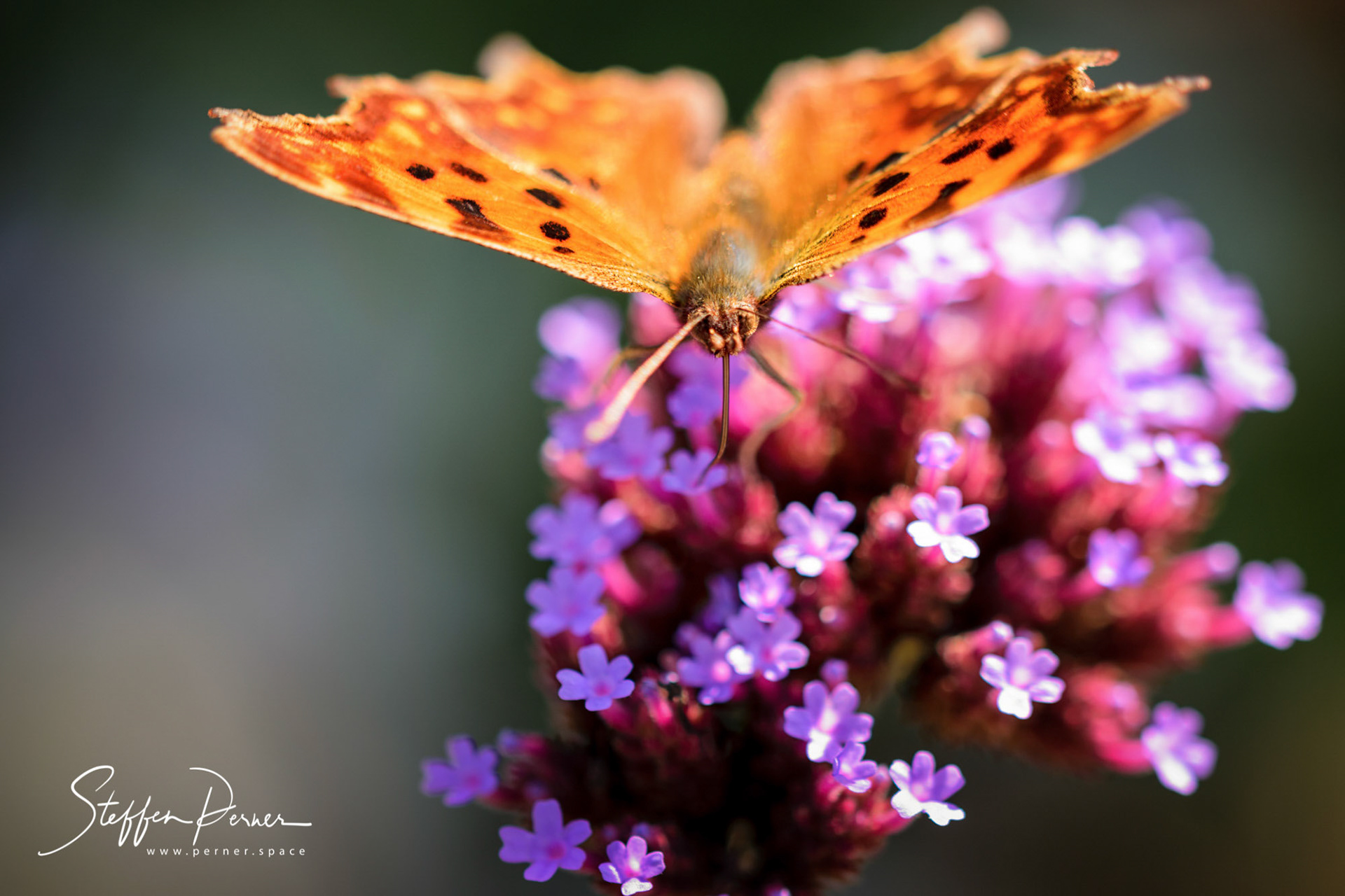 Butterfly, Macro