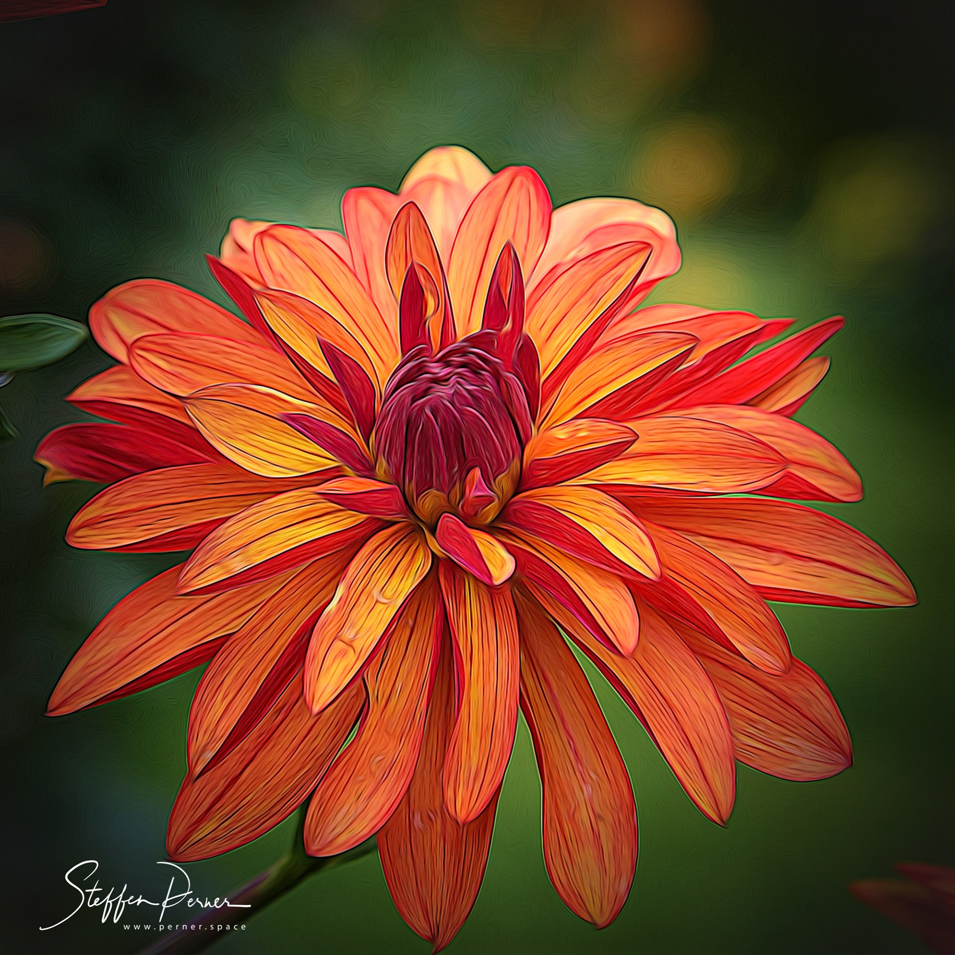 Dahlia , Topaz Glow
