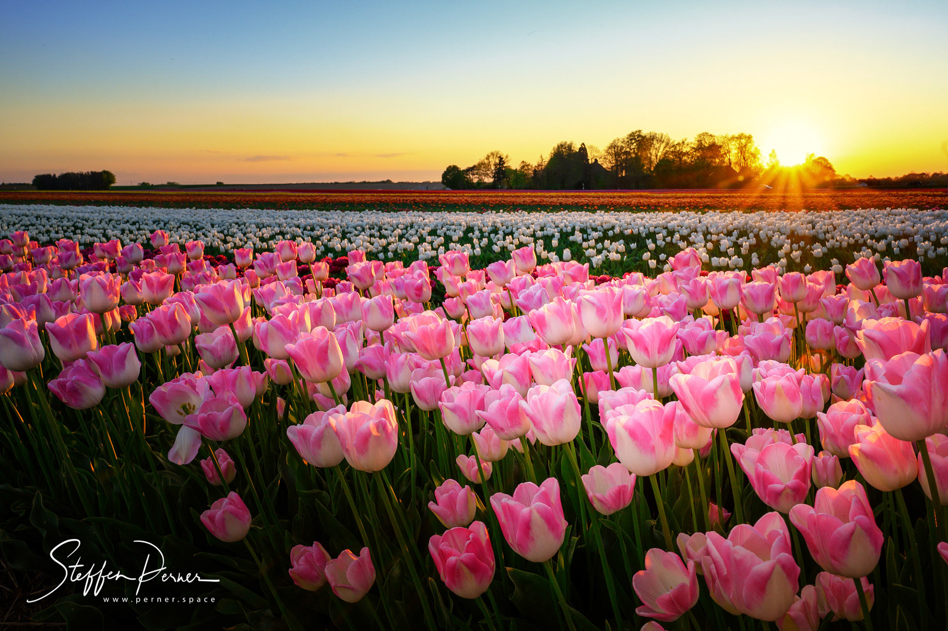 Field of tulips