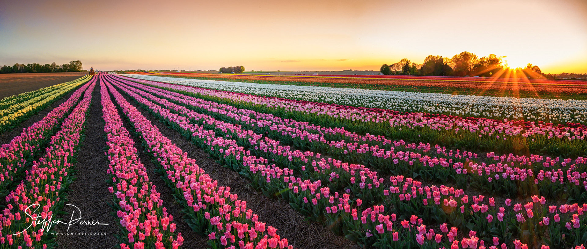 Field of tulips - panorama