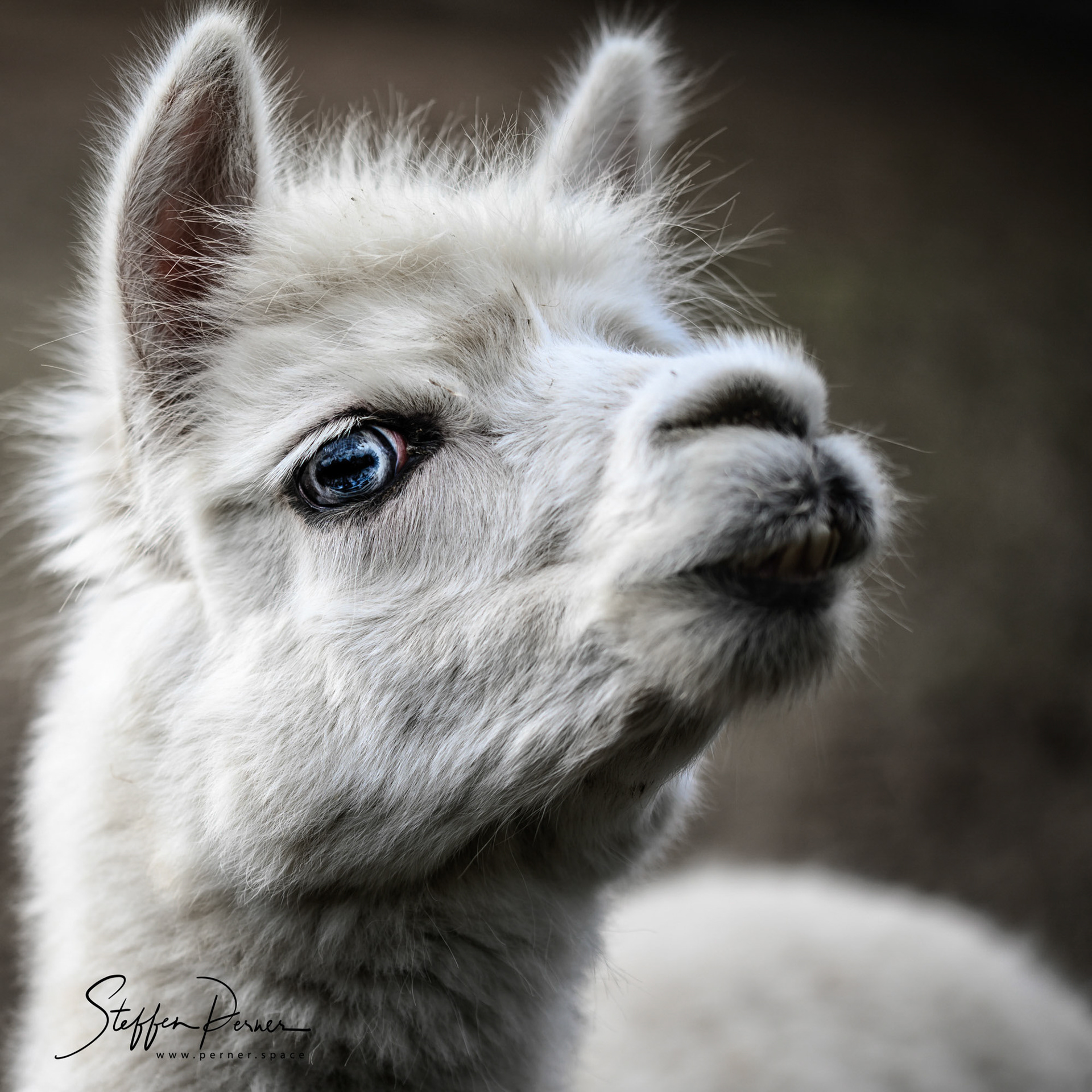 Blue eye Alpaca