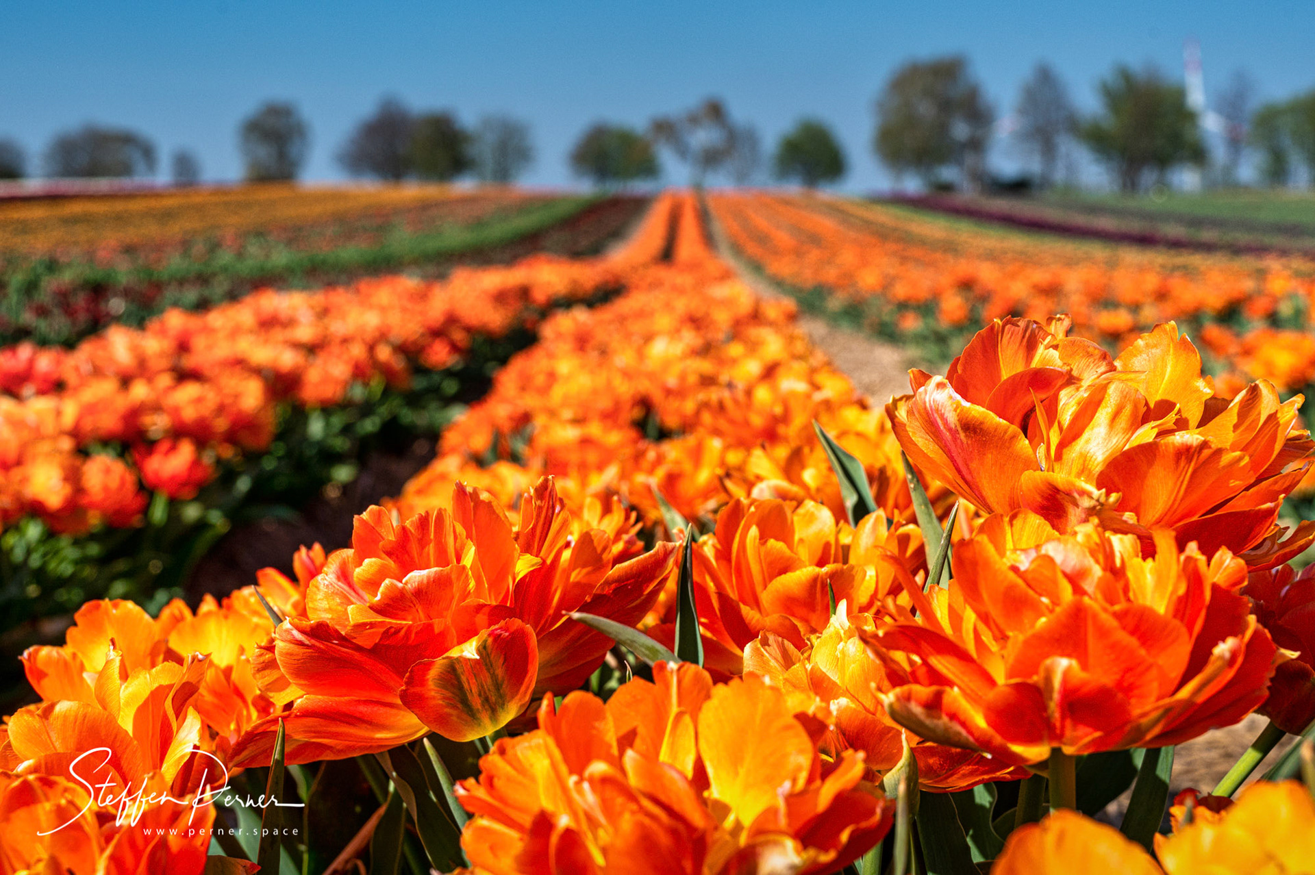 Orange tiulip field