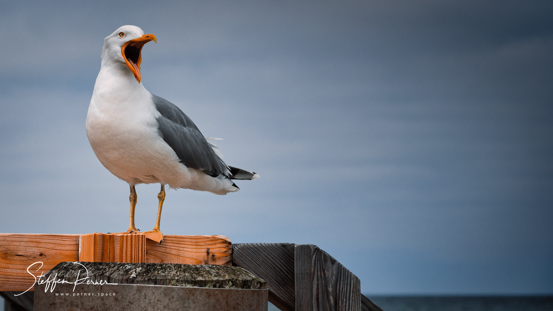 Gull at Baltic Sea