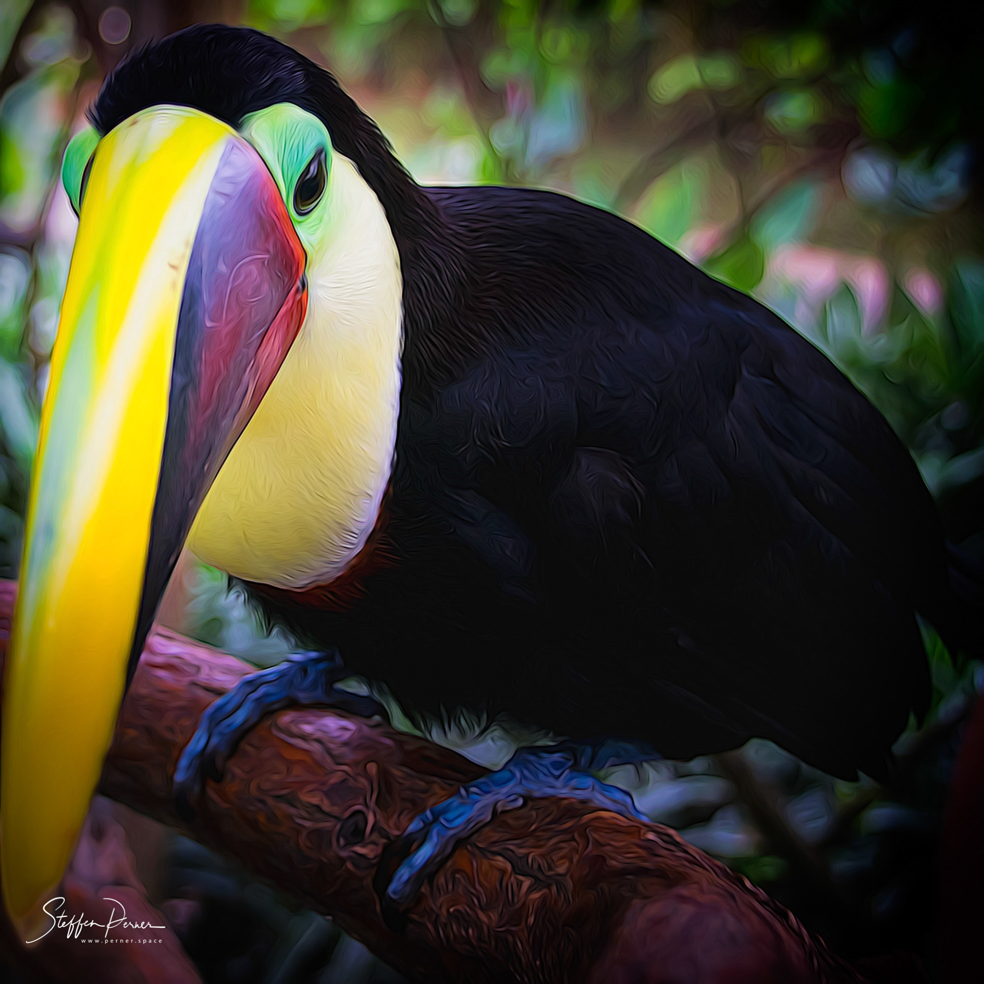 Tucan in Costa Rica