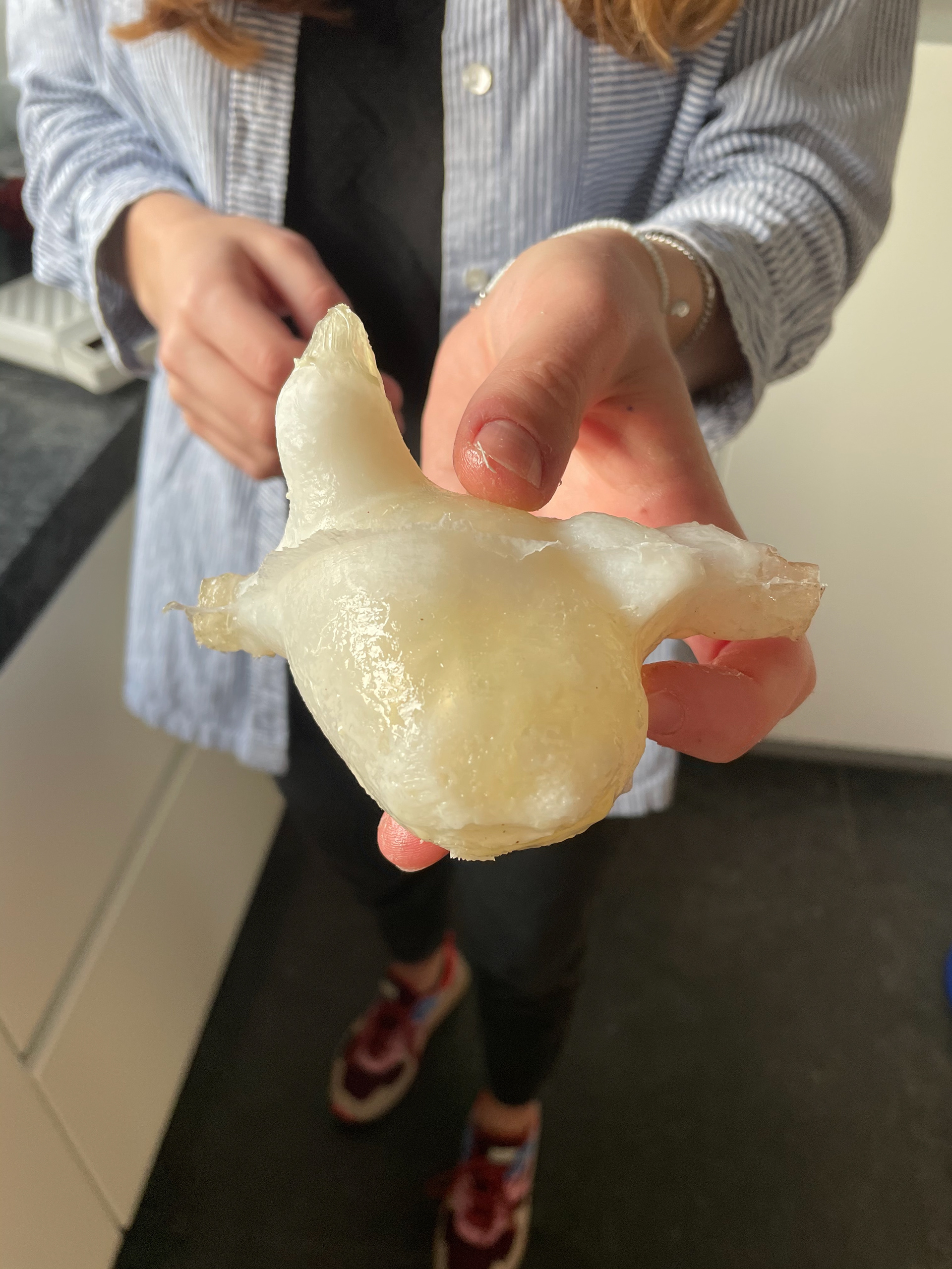 Heart phantom with the PVA inner mold still present 