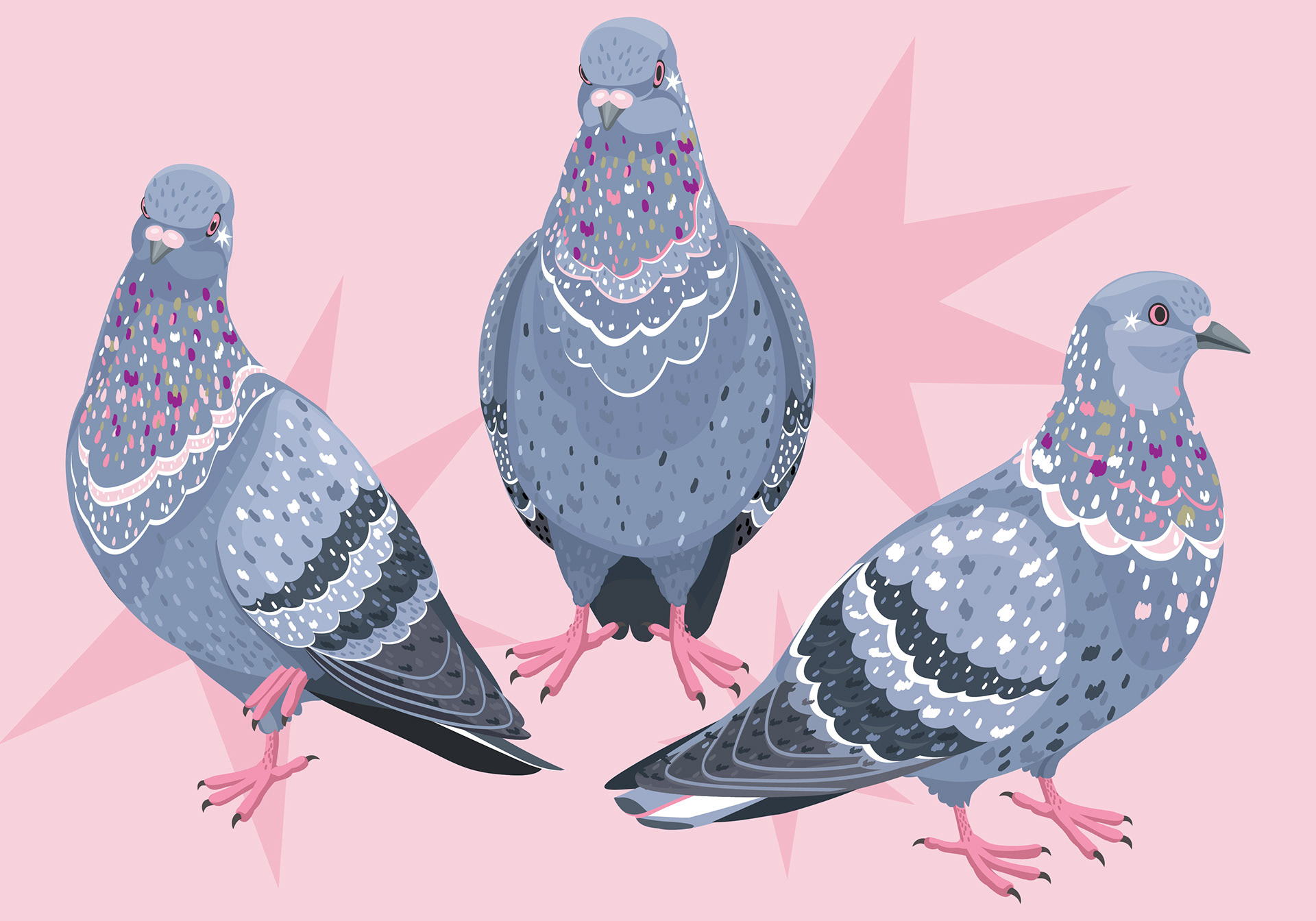 illustration of 3 pigeons with colourful feathers against a soft pink background