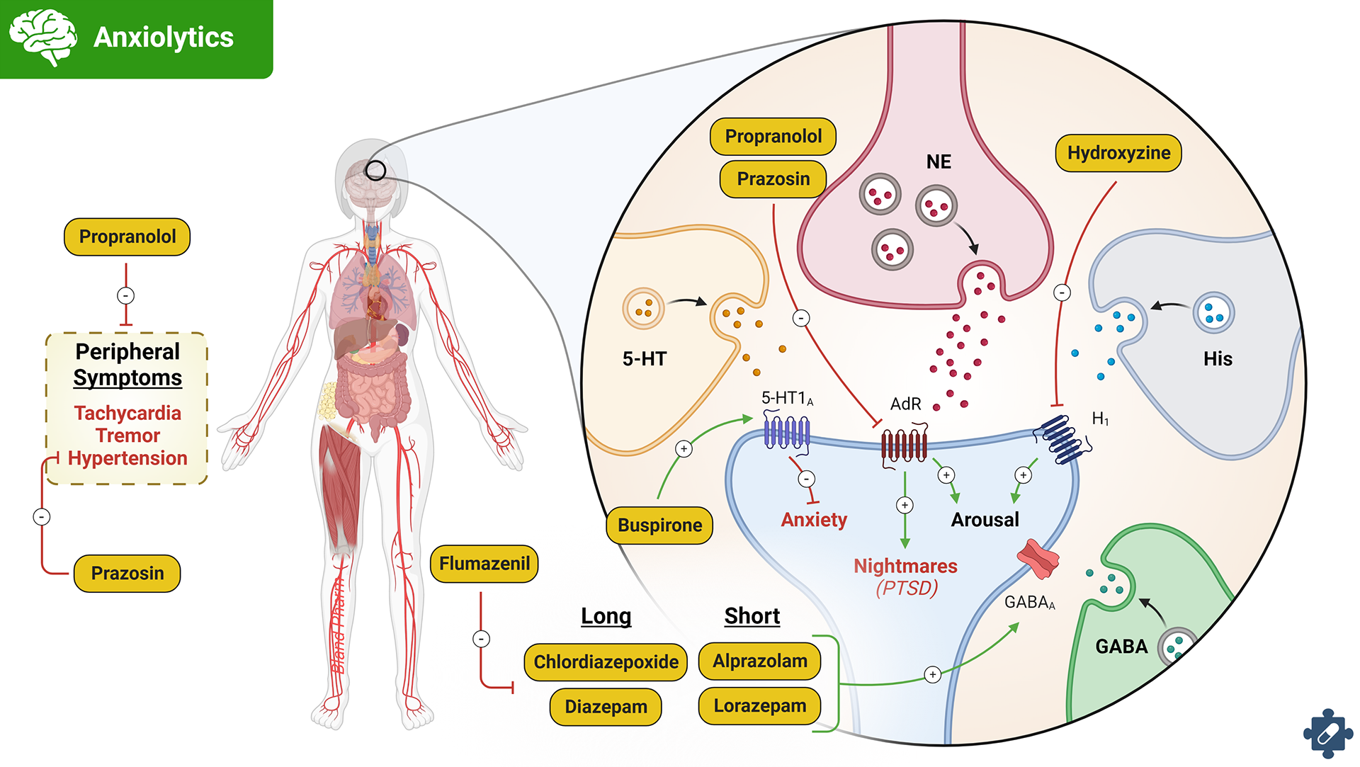 BlandPharm - Comprehensive Medical Education in Pharmacology - Neuroactive