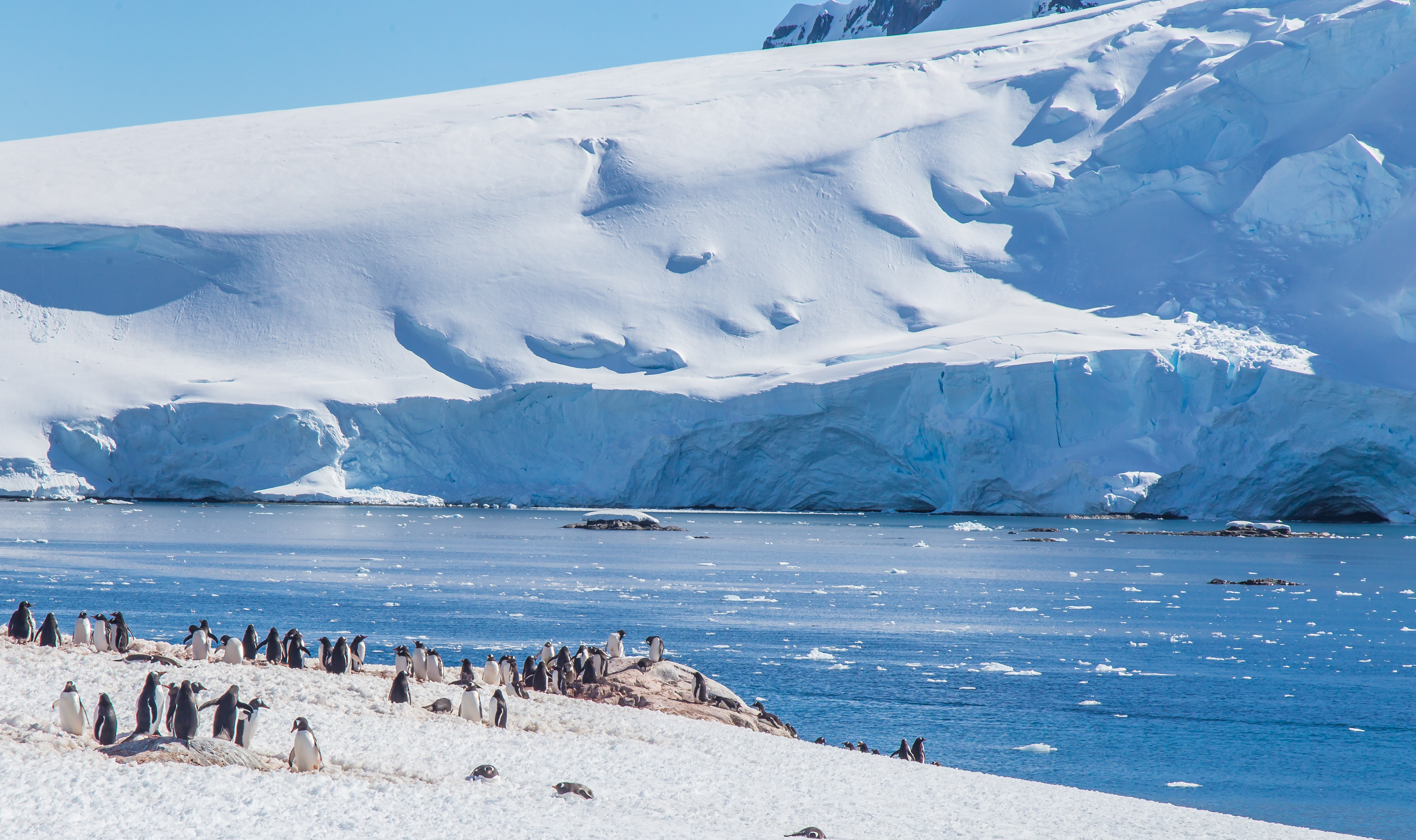 Новая земля тип климата. Антарктида. Antarctica — Антарктида. Антарктида остров Южная Георгия Антарктида. Северная Джорджия Антарктида.