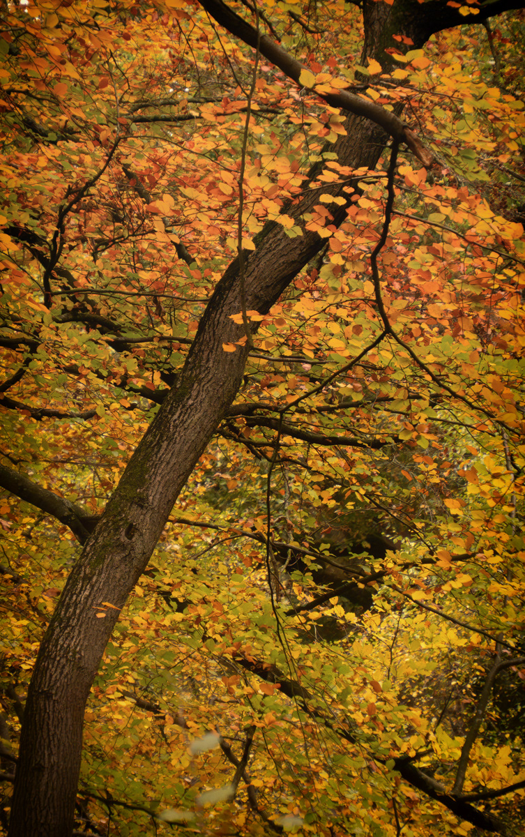 Padley Gorge