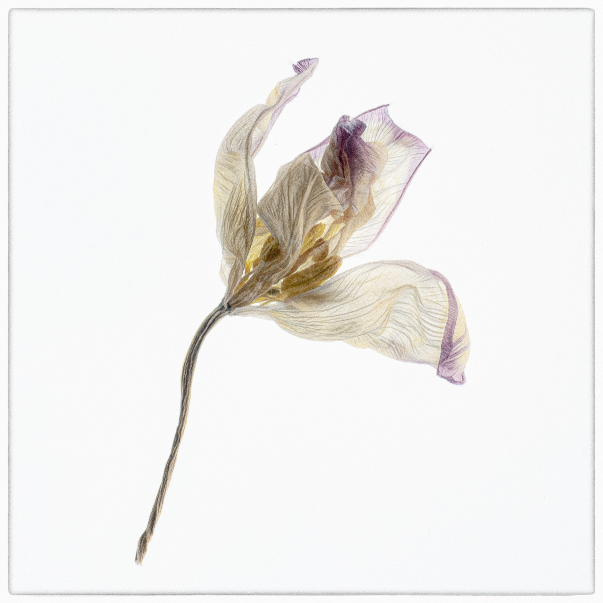Faded Beauty 2
