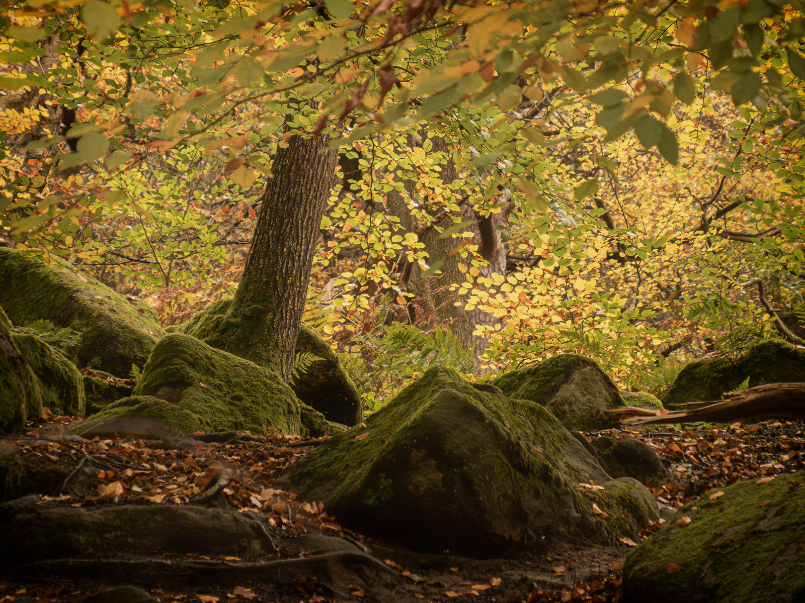 Padley Gorge