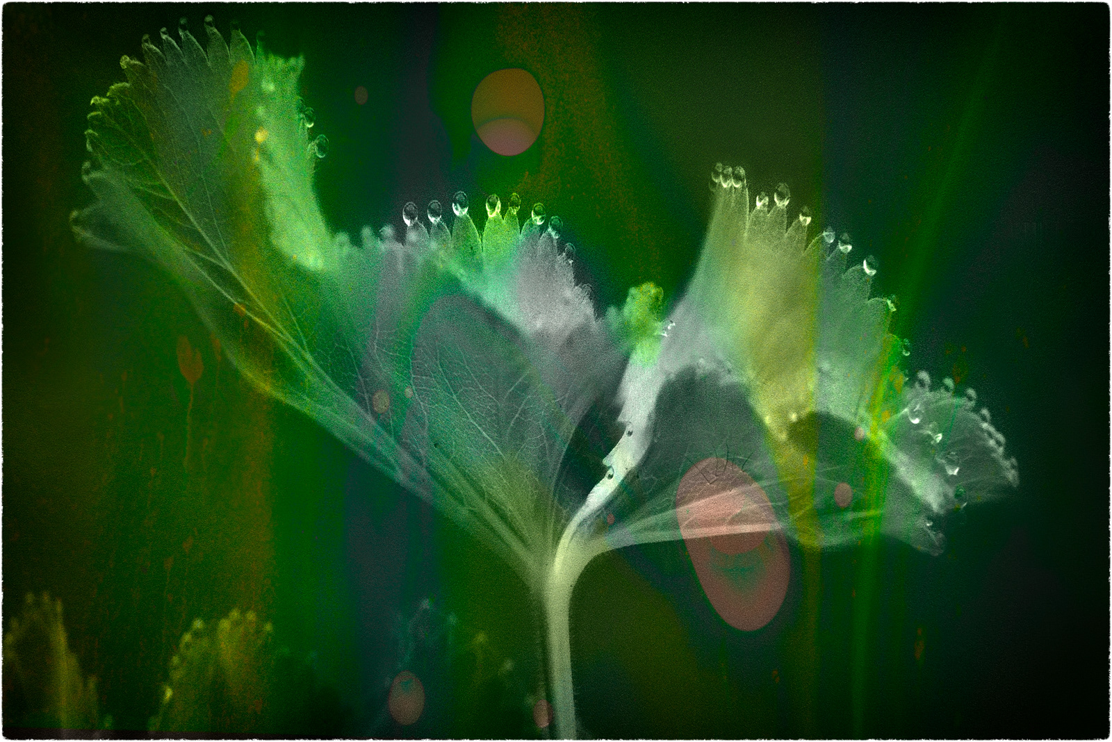 Drops