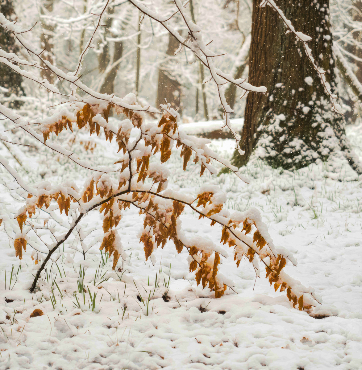 Ecclesall Woods