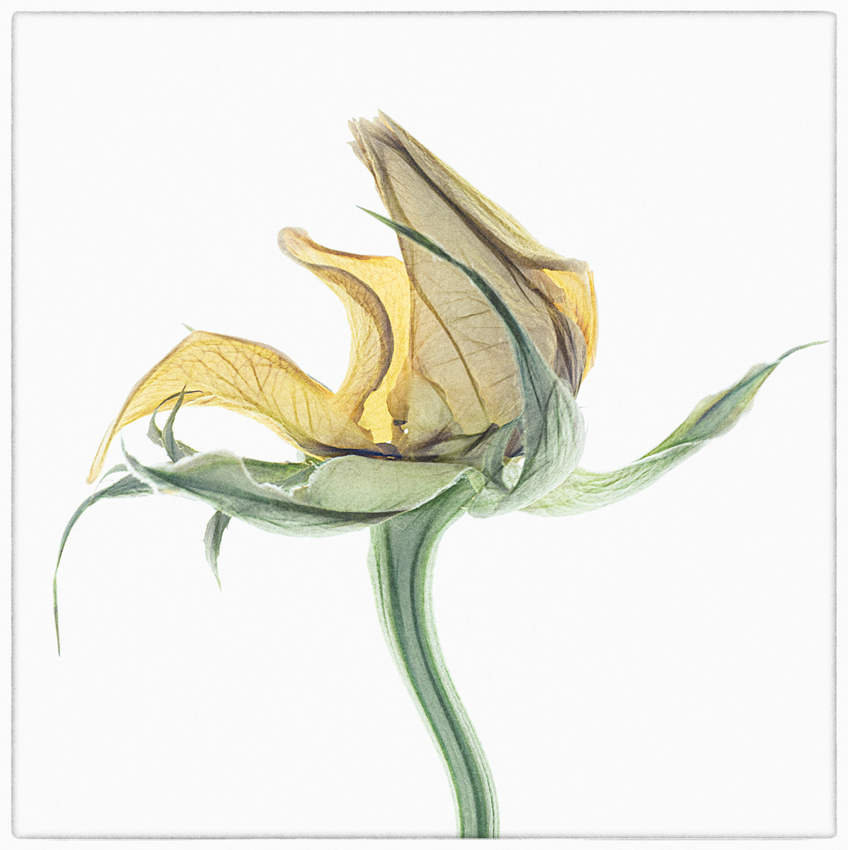 Faded Beauty 4
