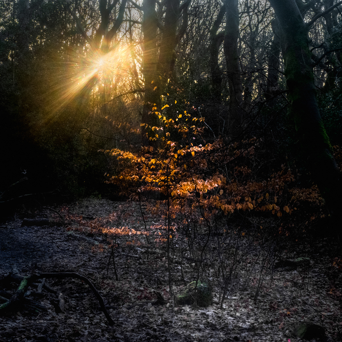 Ecclesall Woods