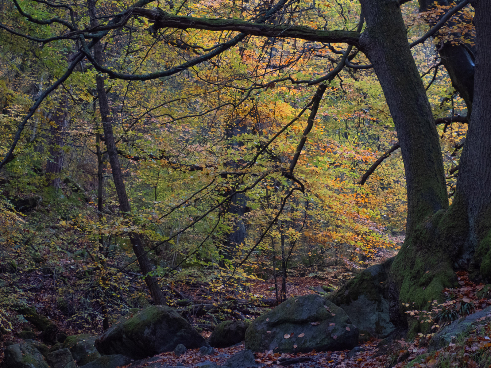 Padley Gorge