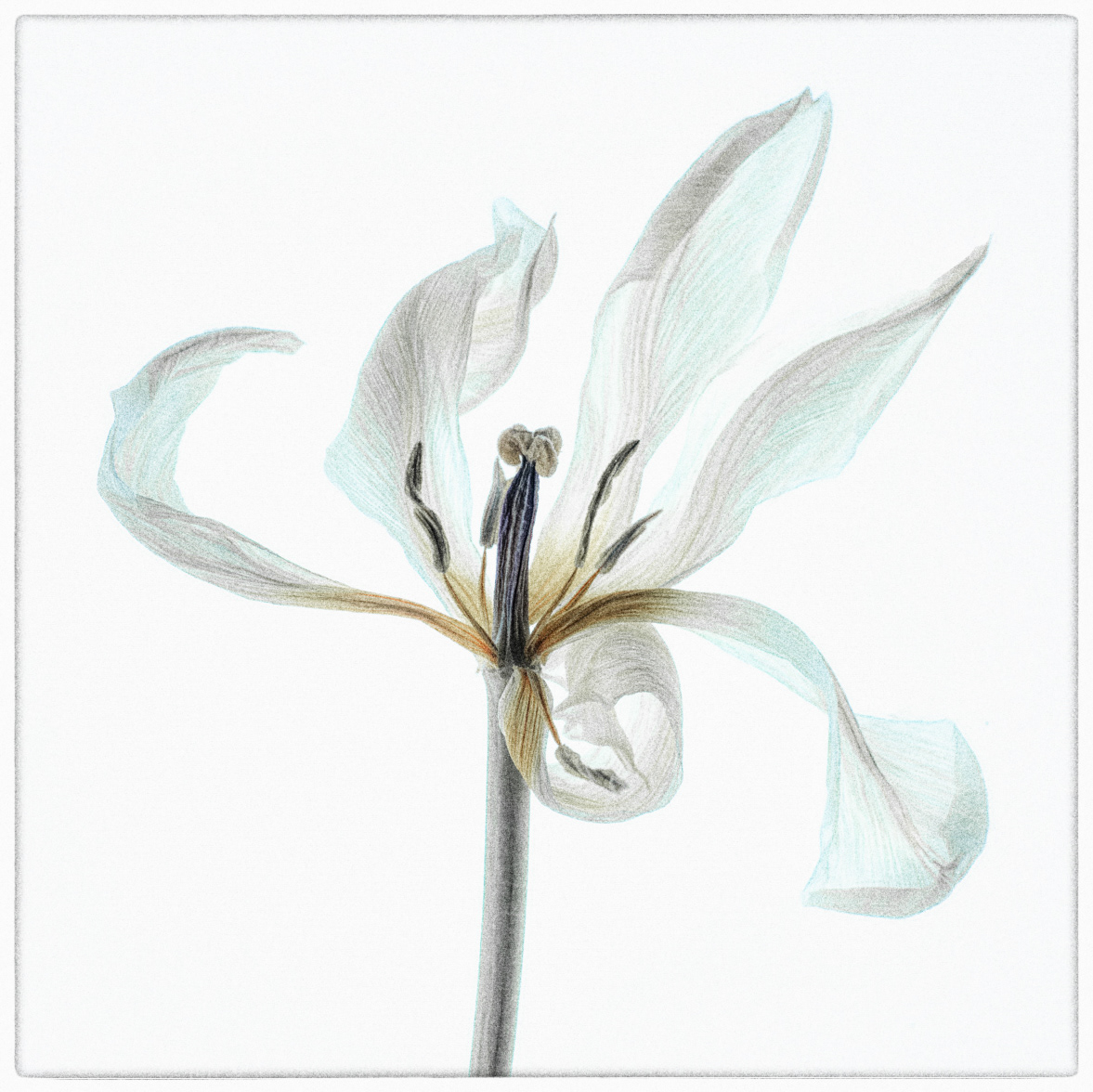 Faded Beauty 1