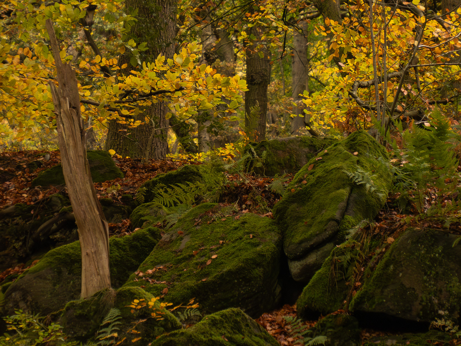 Padley Gorge