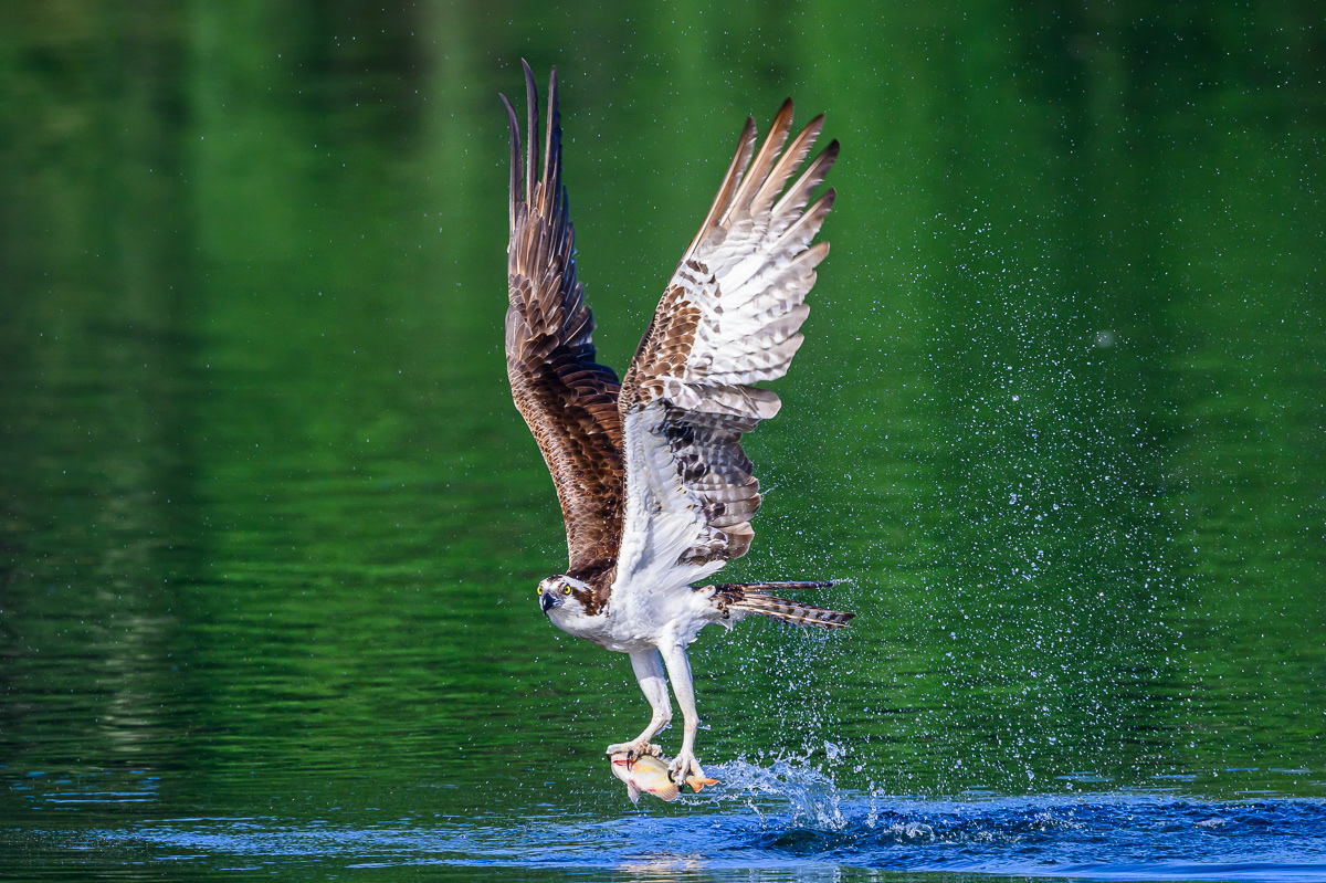 Victorious Osprey. Florida