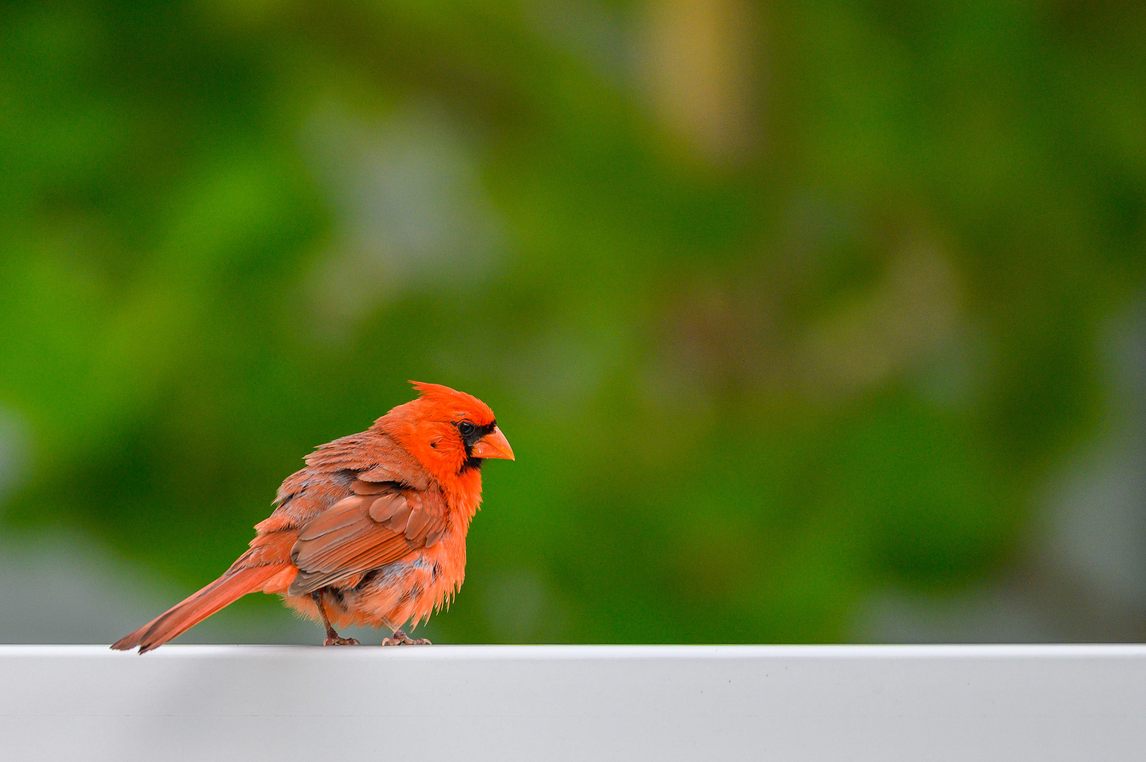 Cardinal. Florida