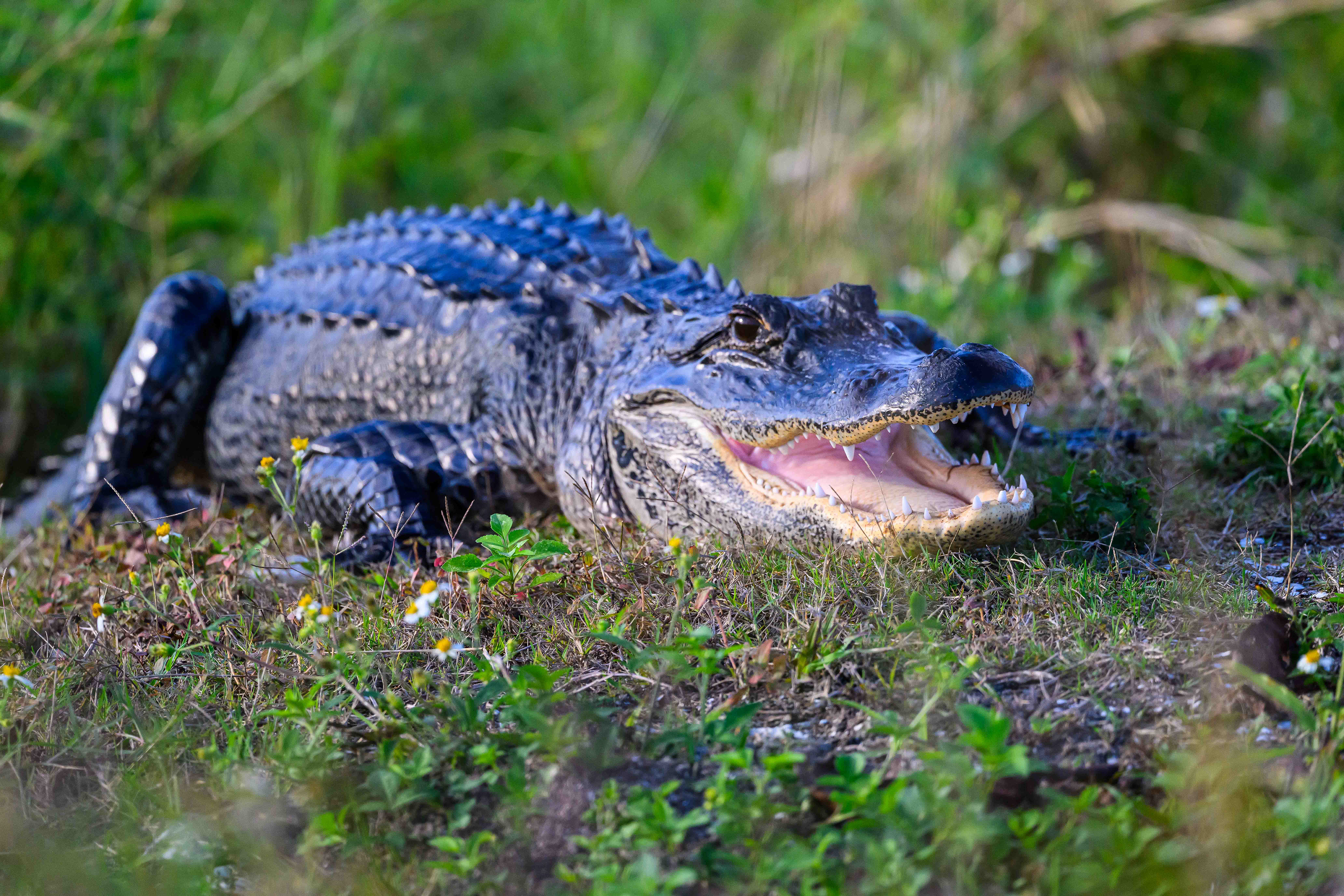 Cheesin Gator. Florida
