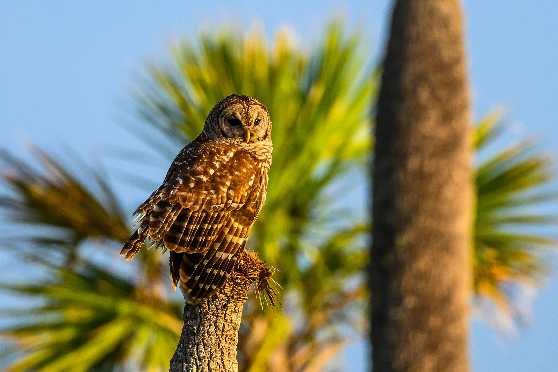 Barred Owl Palms. Florida