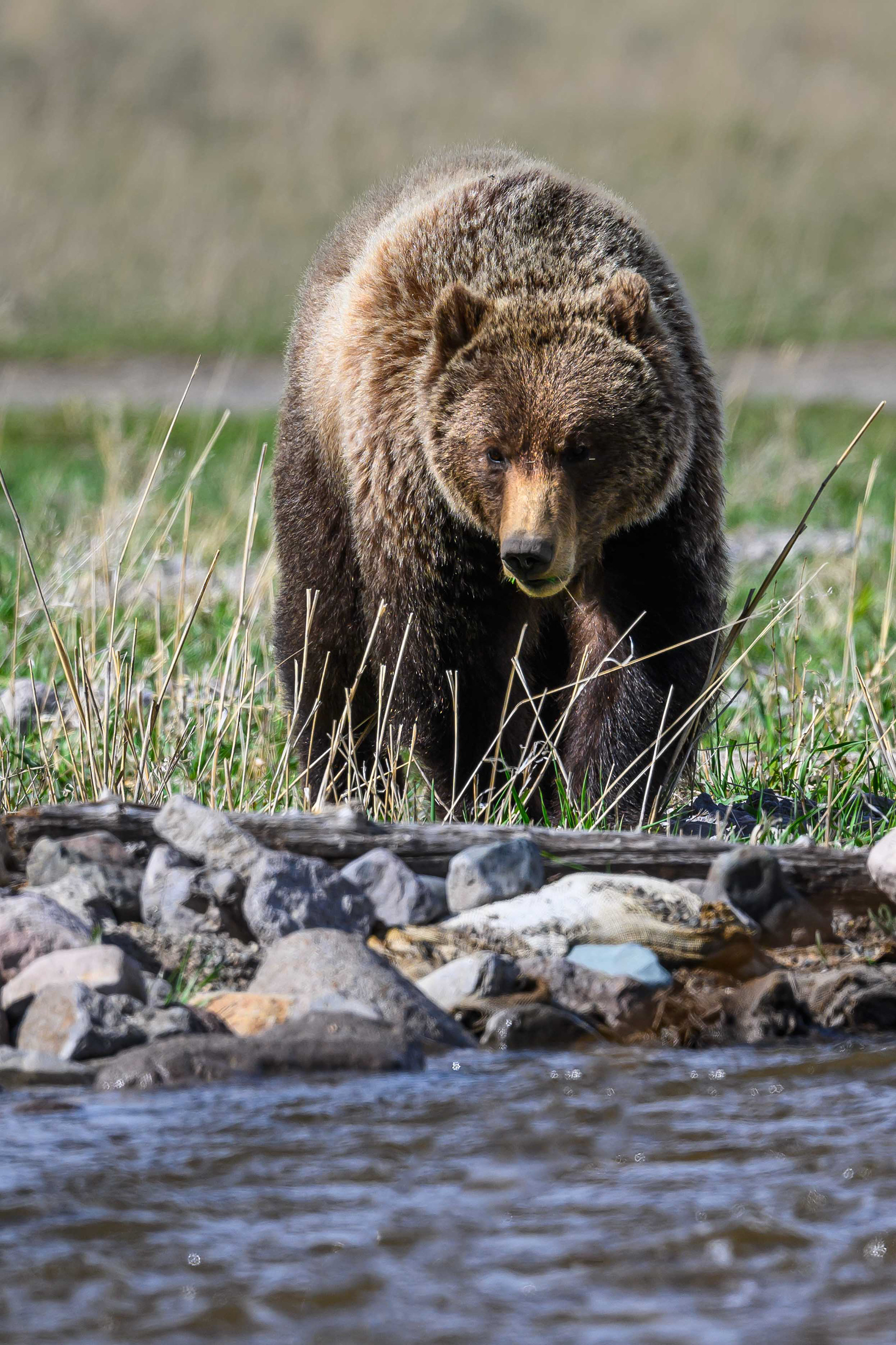 Thirsty Grizzly. Yellowstone National Park. 