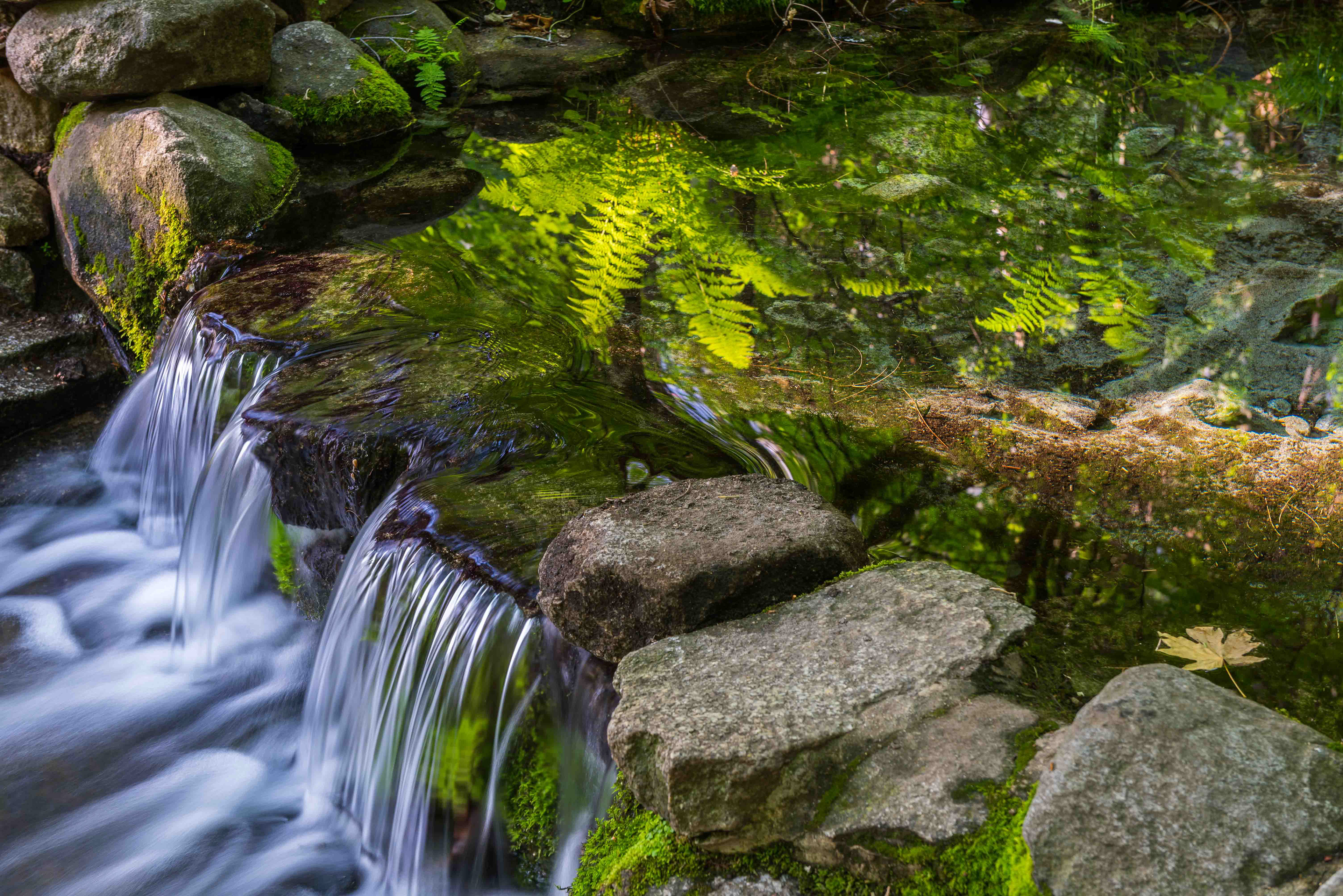 Fern Spring. Yosemite National Park