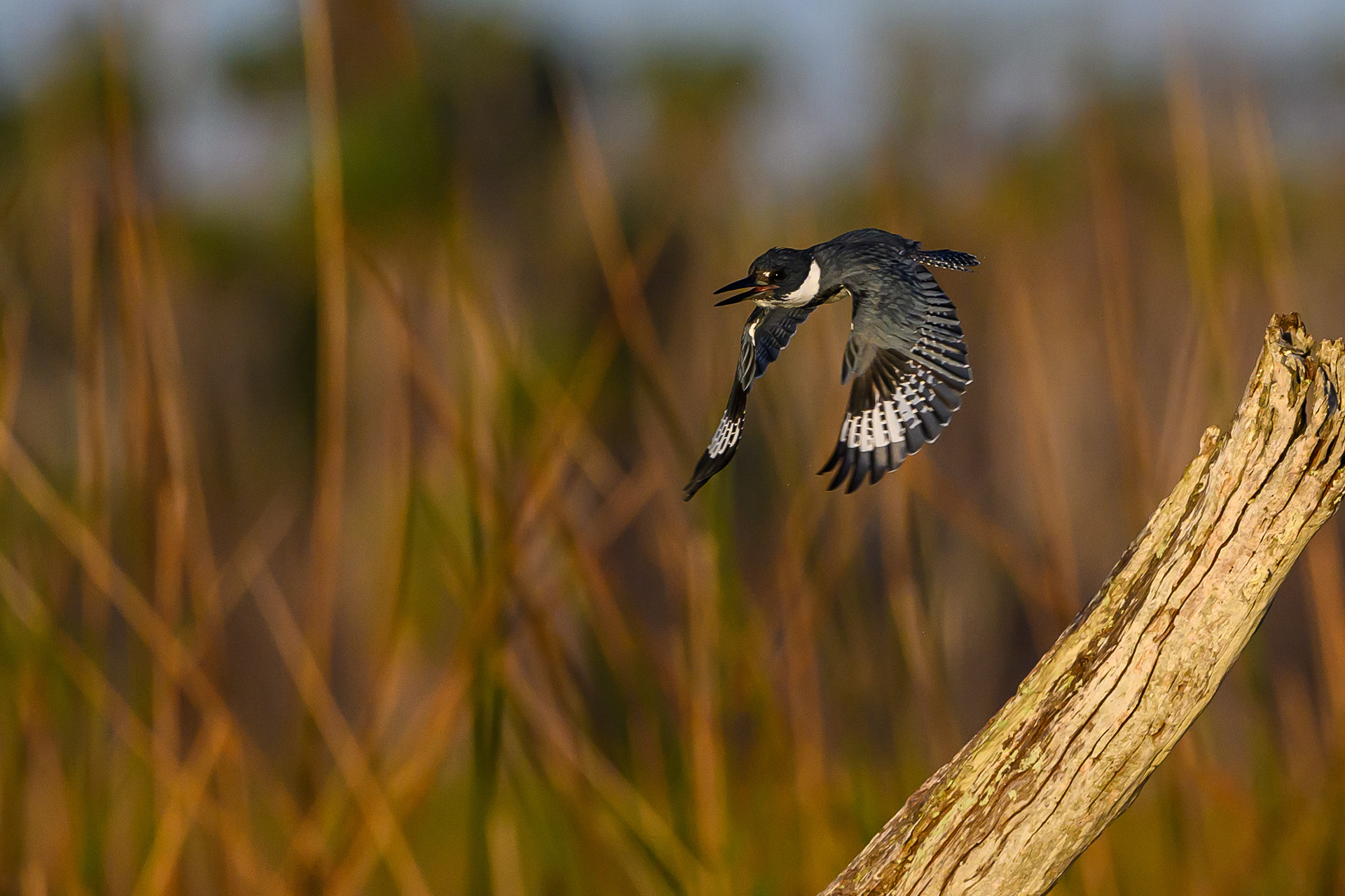 Belted Kingfisher. Florida