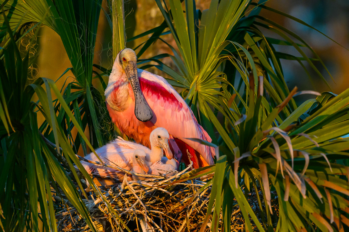 Spoonie Family at Sunset. Florida