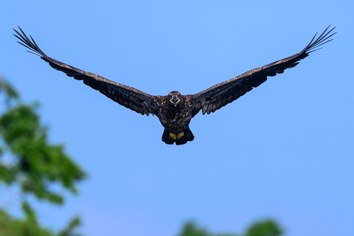 Juvenile Eagle Fishing. Florida