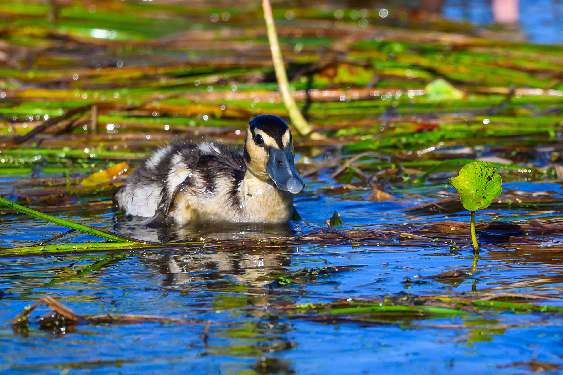 Black Bellied Whistling Duck Chick. Florida