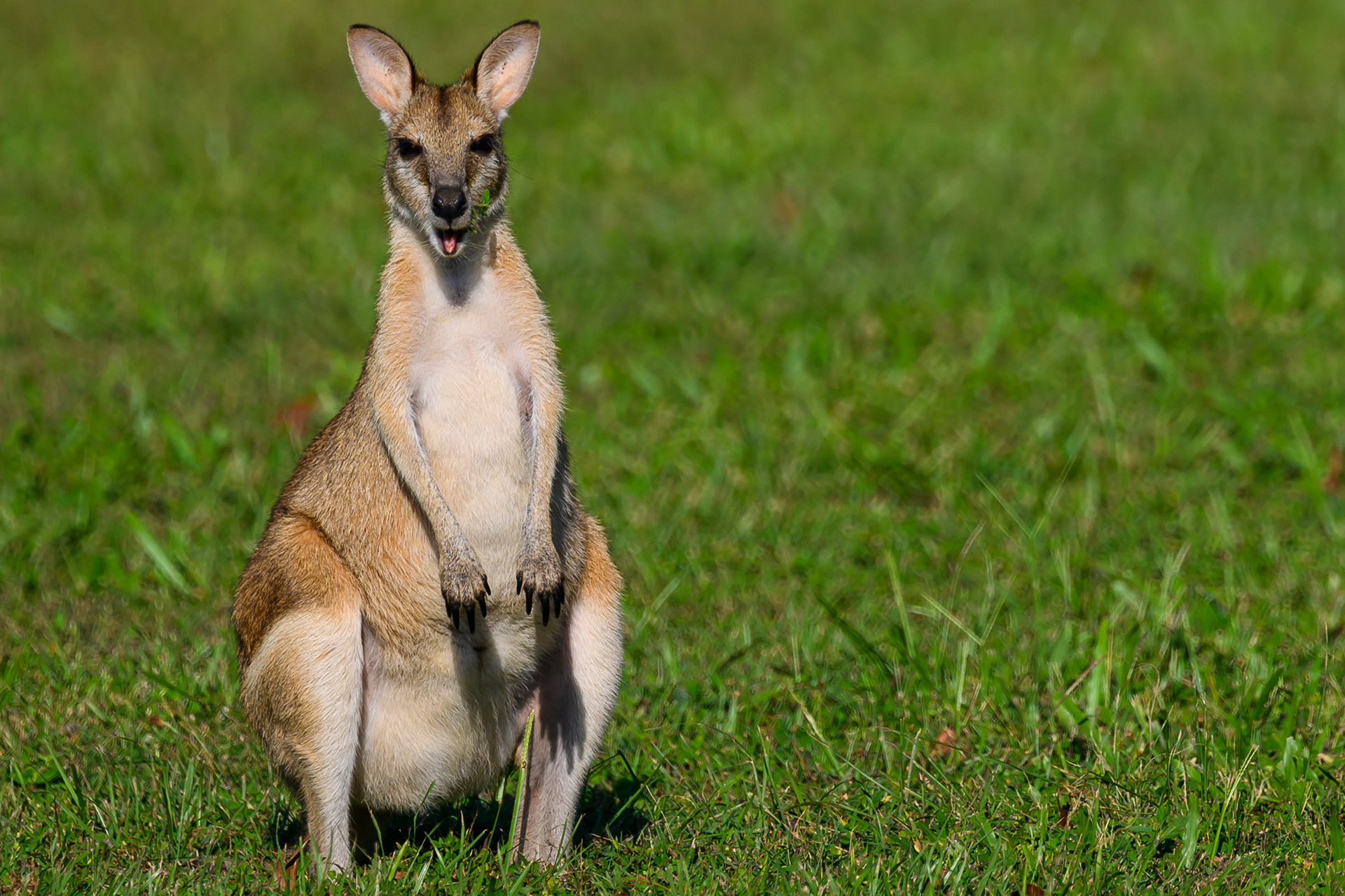 Wallaby. Australia