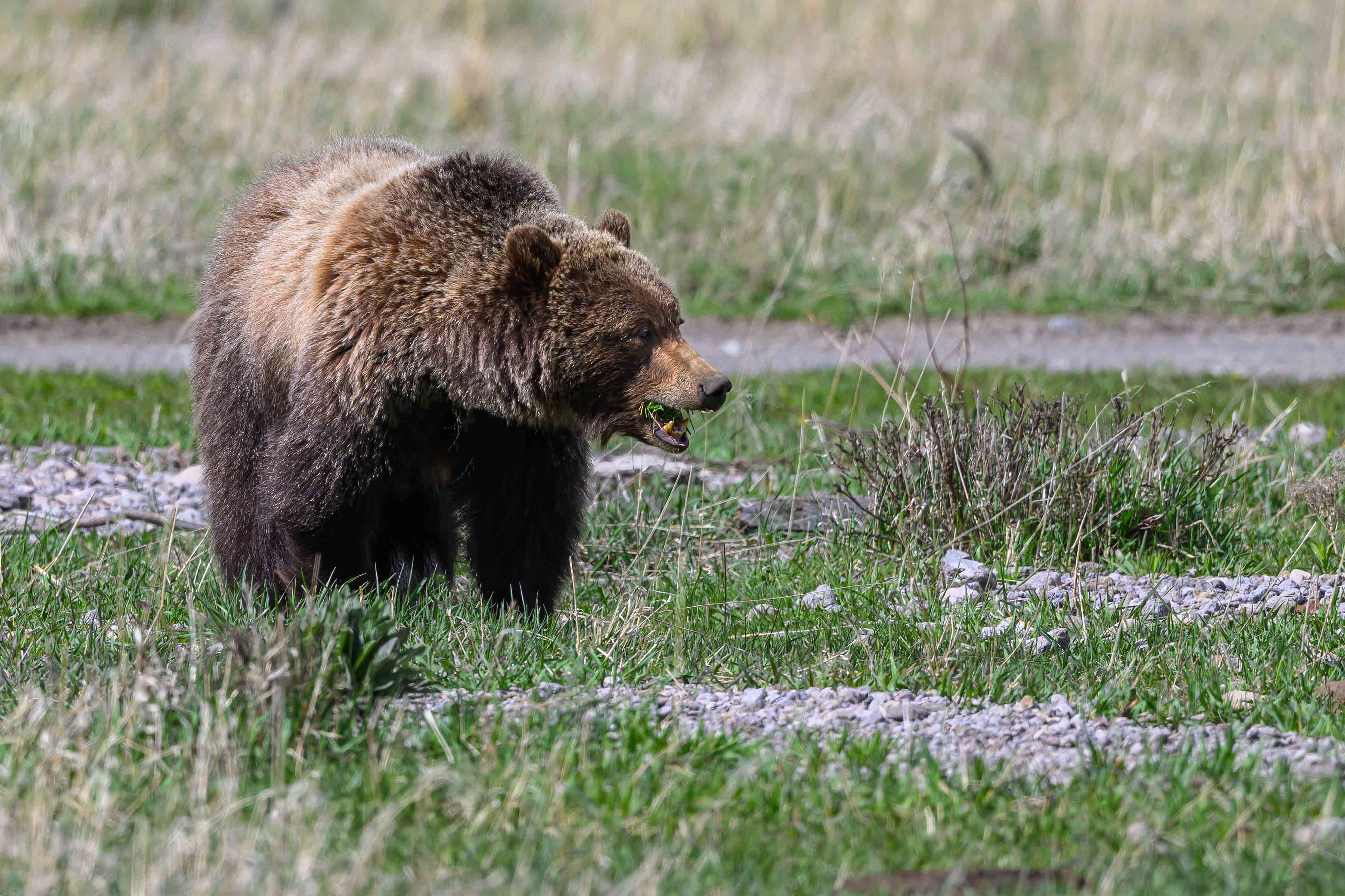 Hungry Grizzly. Yellowstone National Park