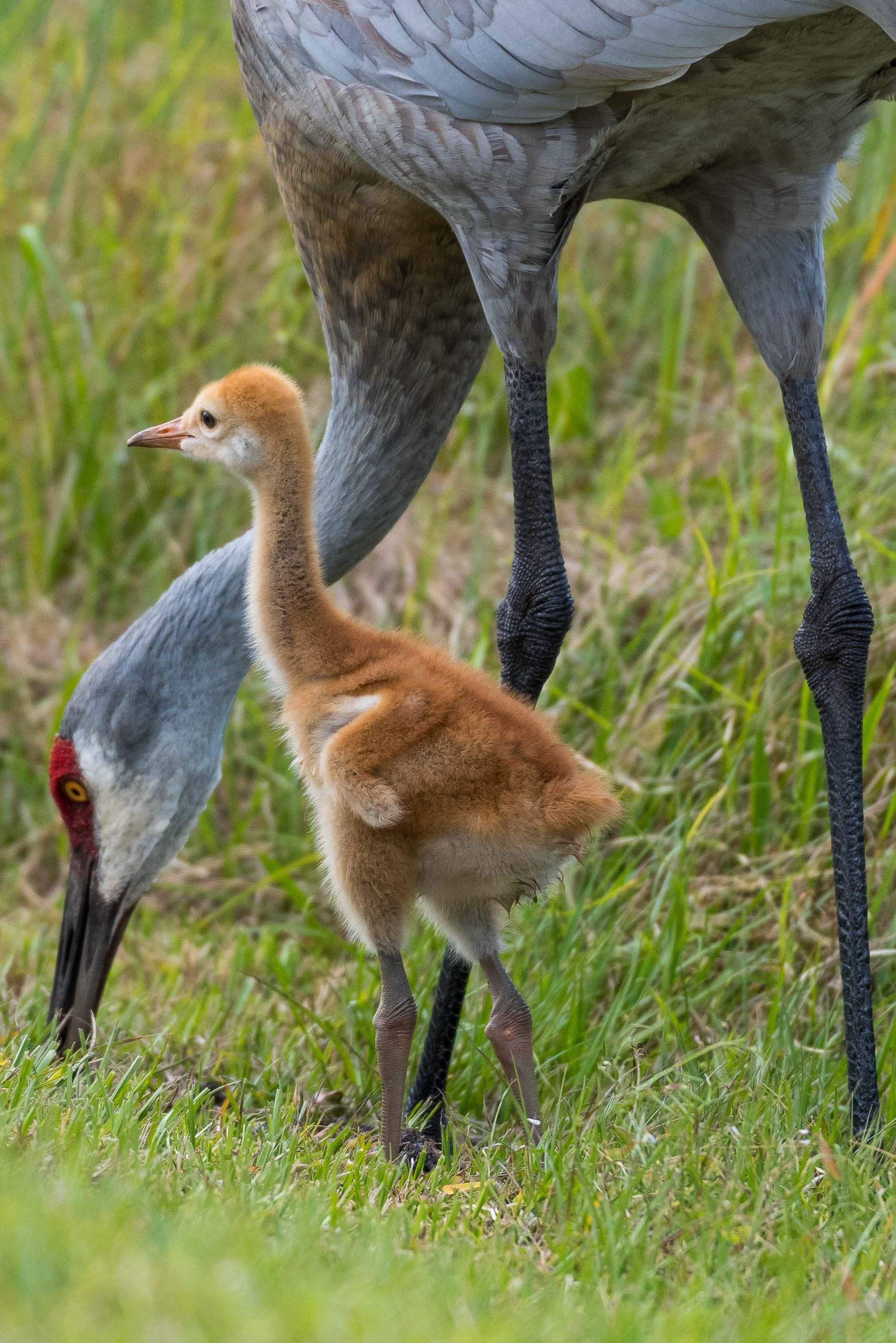 Sandhill Colt. Florida