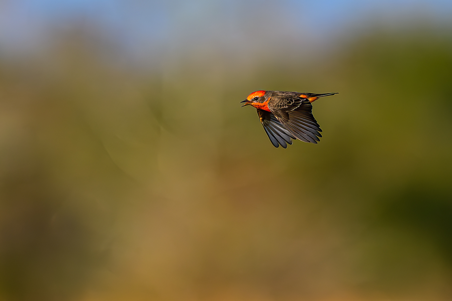 Happy Vermilion Flycatcher. Florida