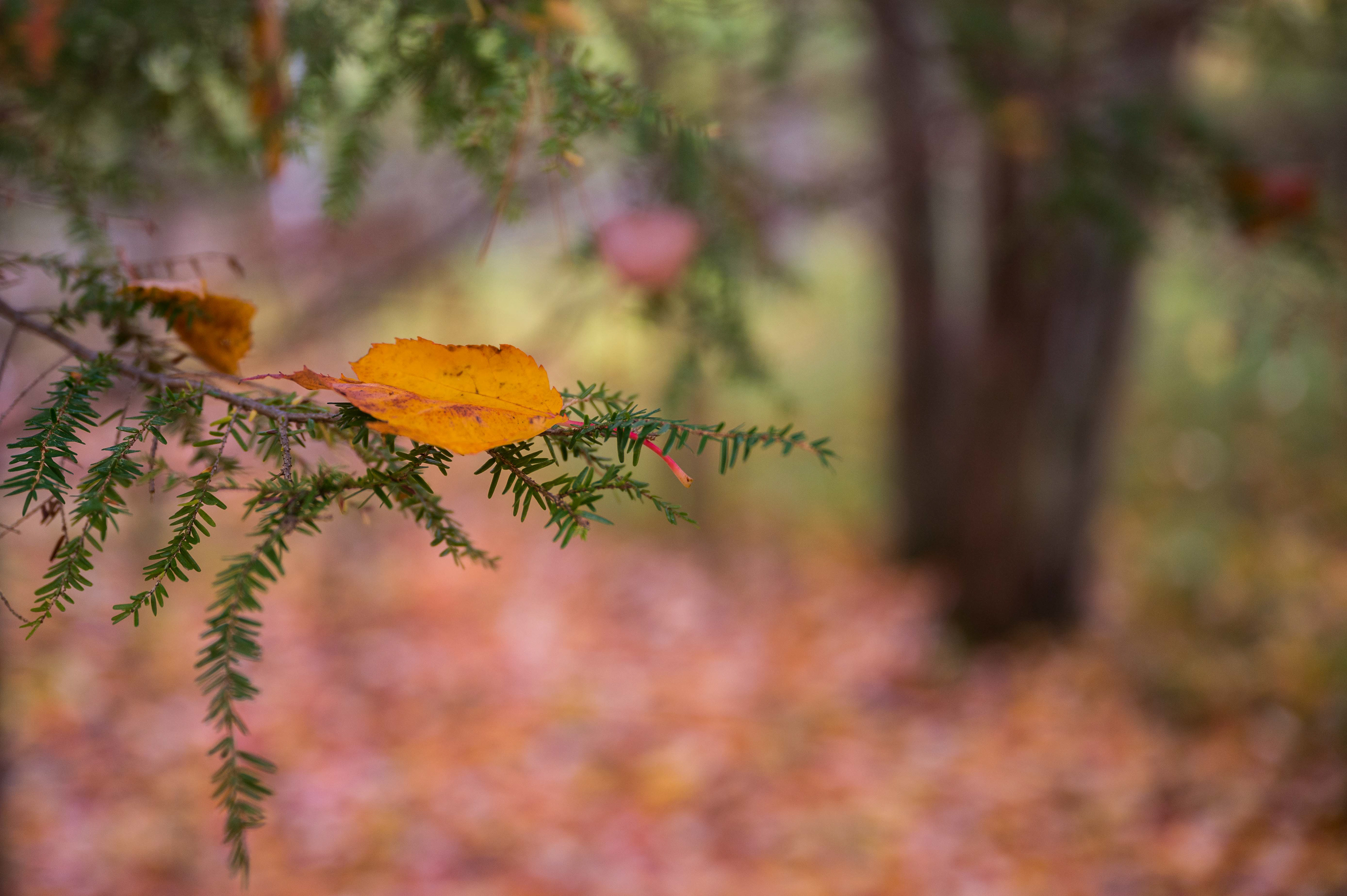 Final Resting Place. Acadia National Park