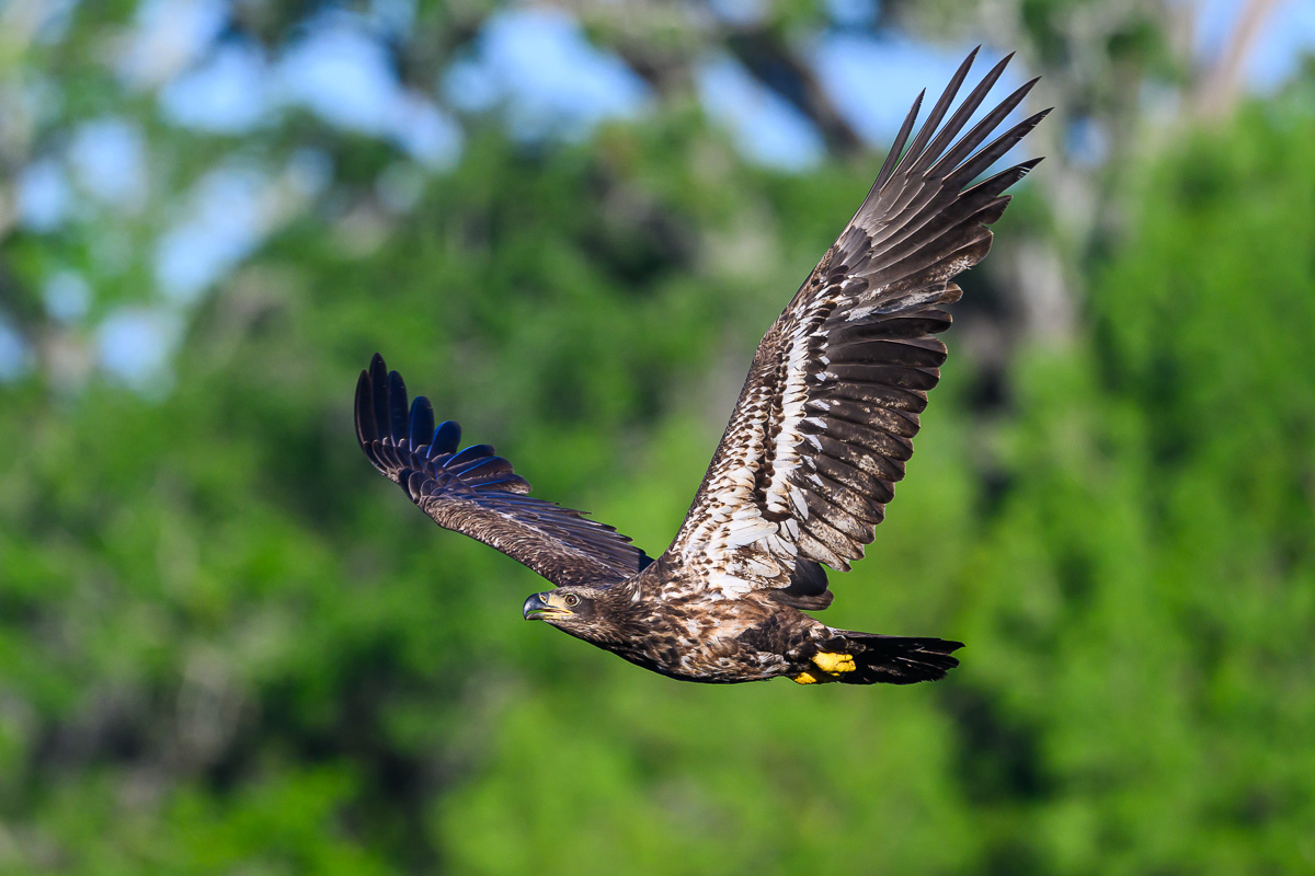 Juvenile Eagle Fly By. Florida