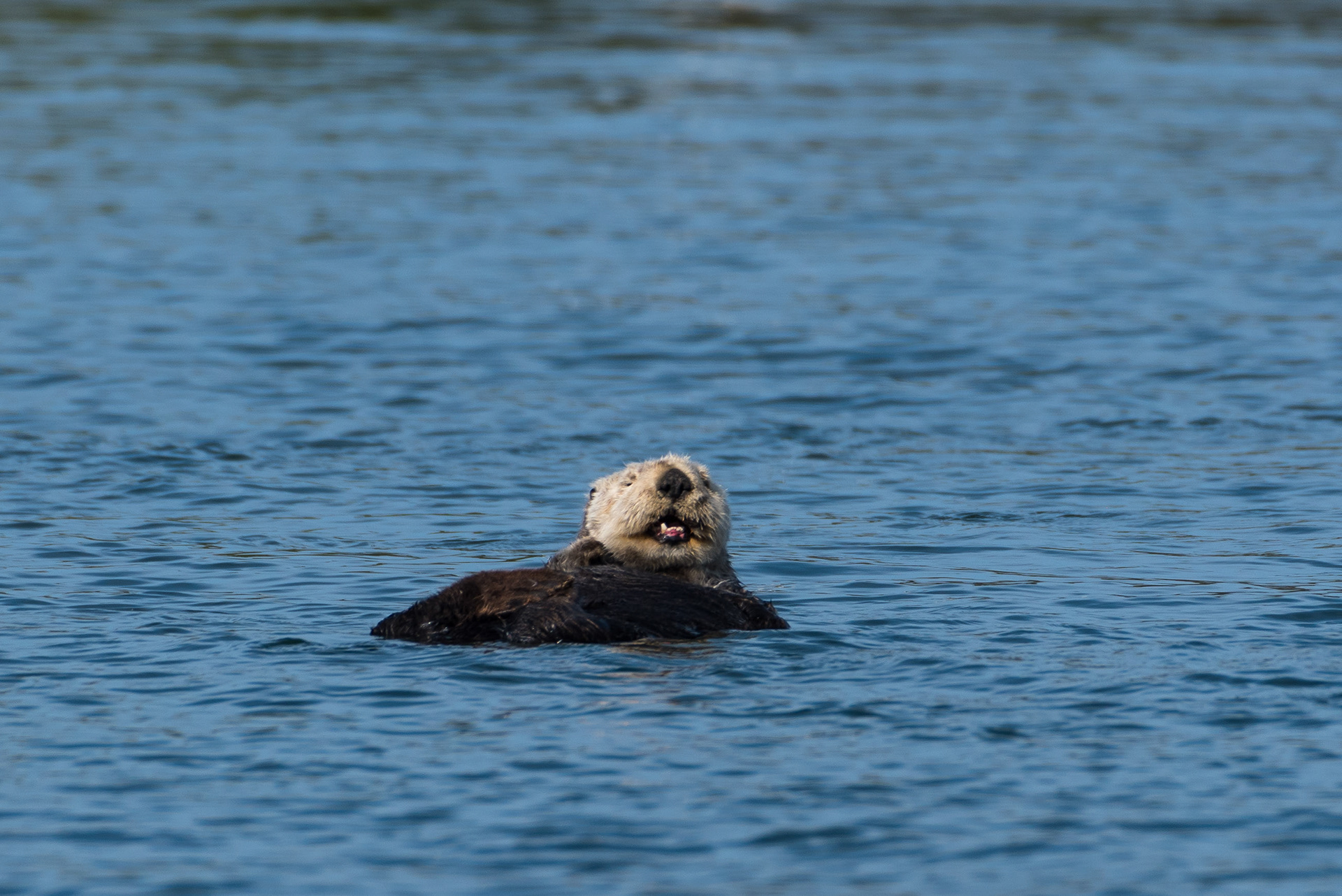 Happy Sea Otter. Elkhorn Slough