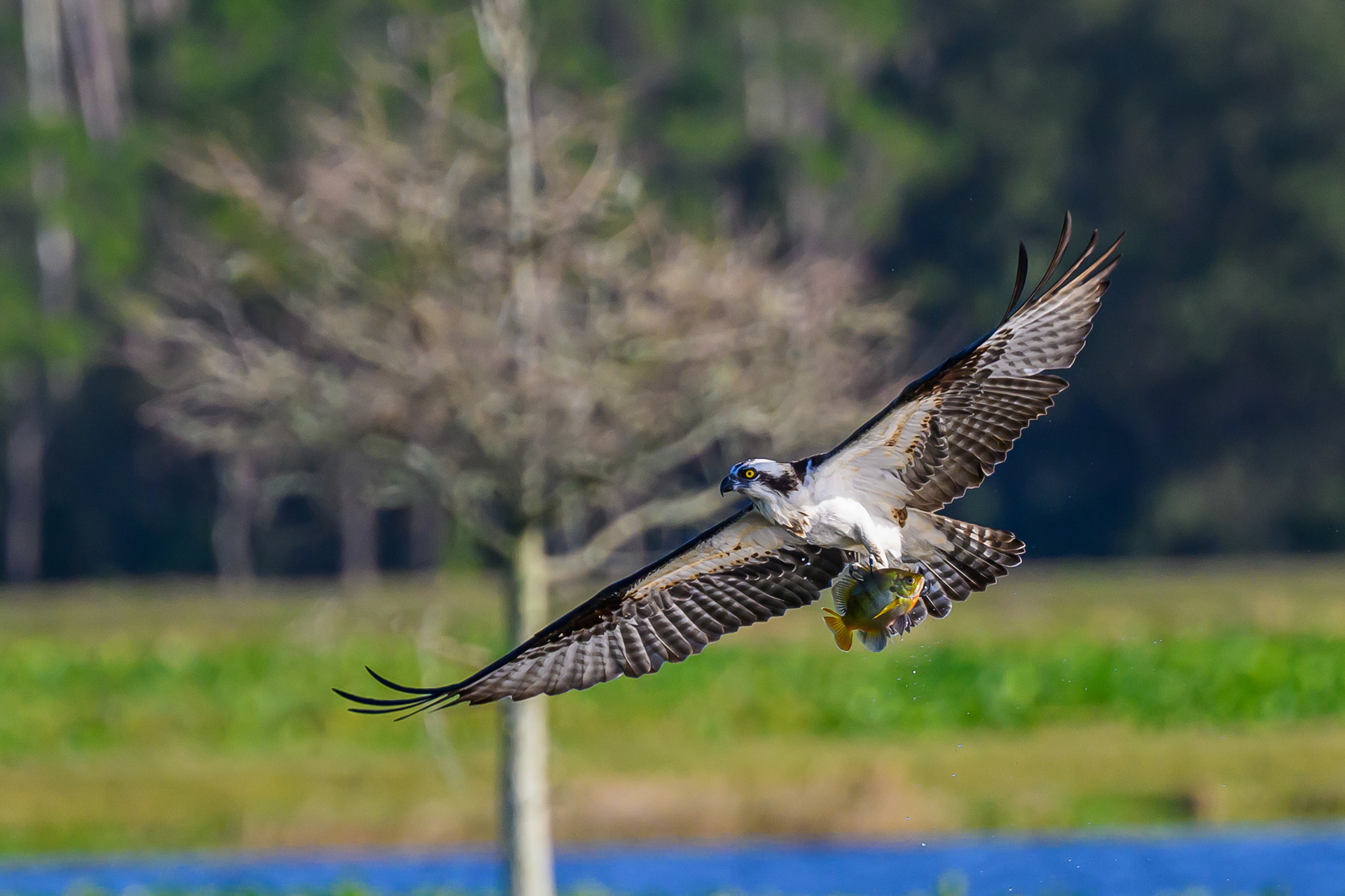 Osprey with a Fish. Florida