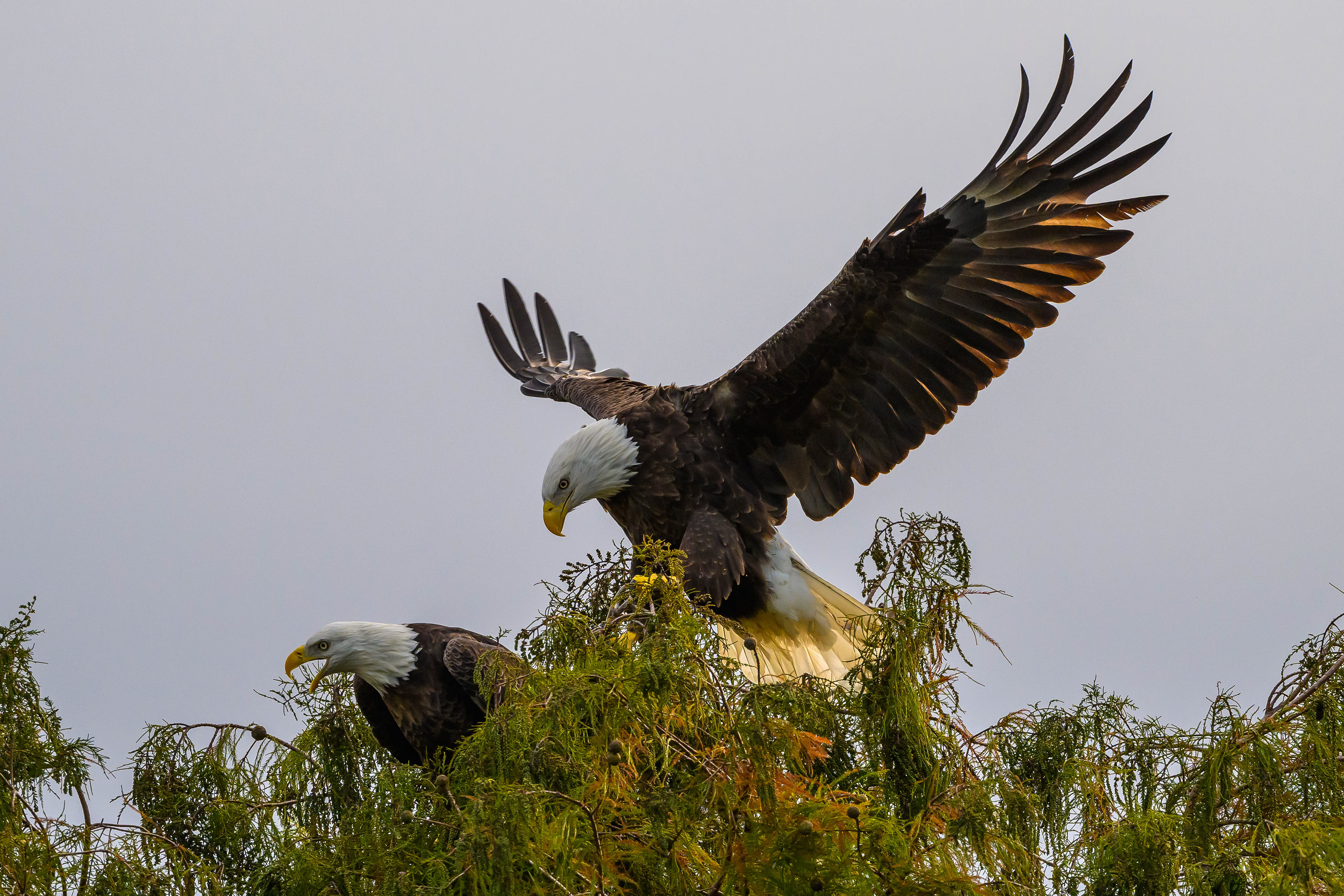 Eagle Couple. Florida