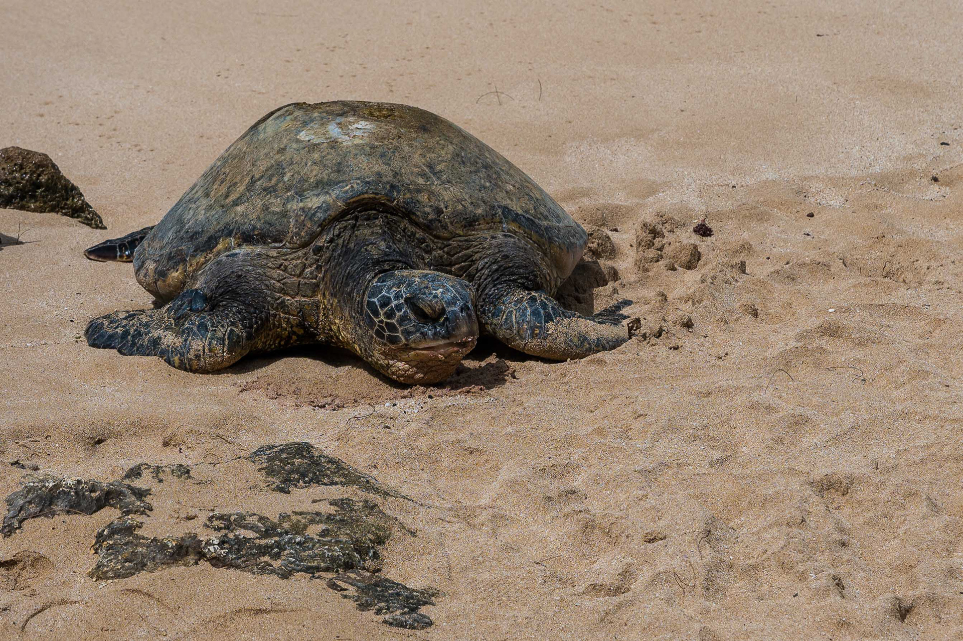 Green Sea Turtle. Oahu